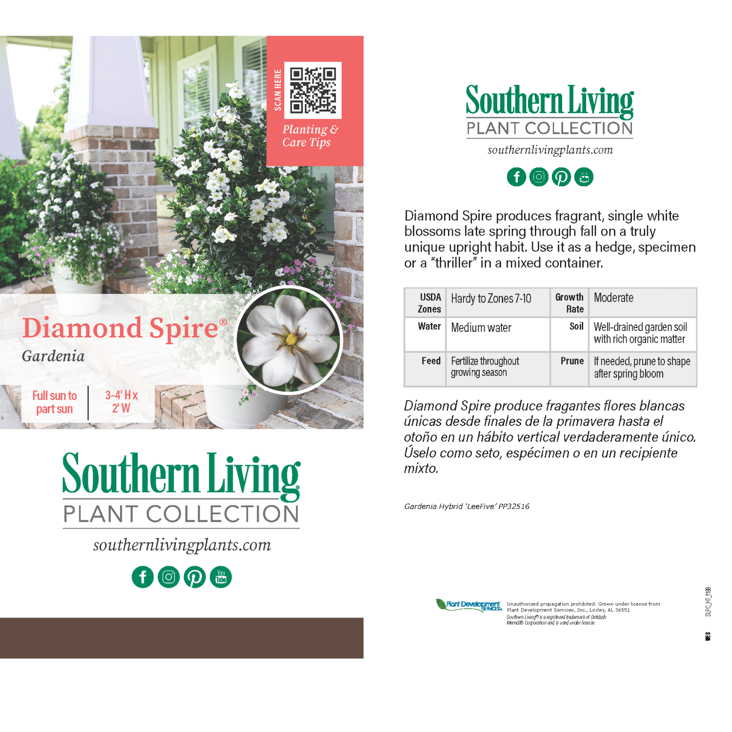 Southern Living Diamond Spire Gardenia Live Shrub (Creamy-White, 2.5 qt) ipiep