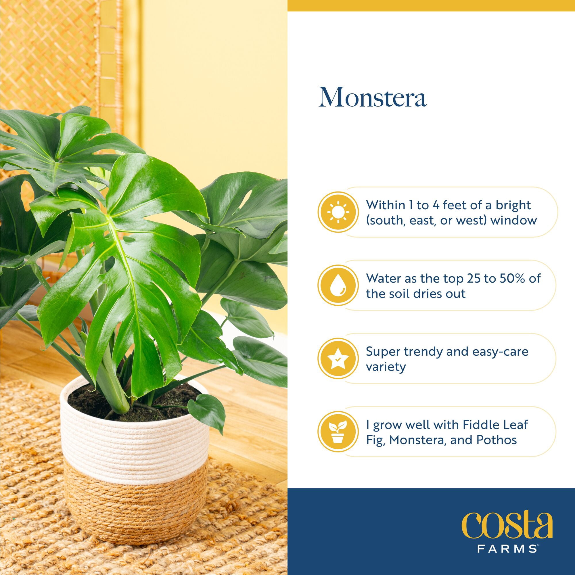 Costa Farms Monstera Deliciosa White Monster Live House Plant (White, 12 in) a727o