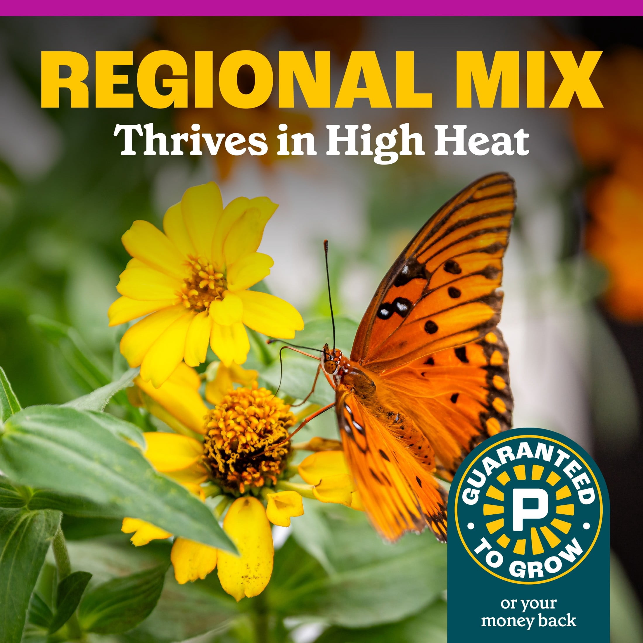 Pennington Wildflower Seed Mix, Southern Region Garden Blend, Pollinator-Friendly Annuals and Perennials (32 oz) uoowy