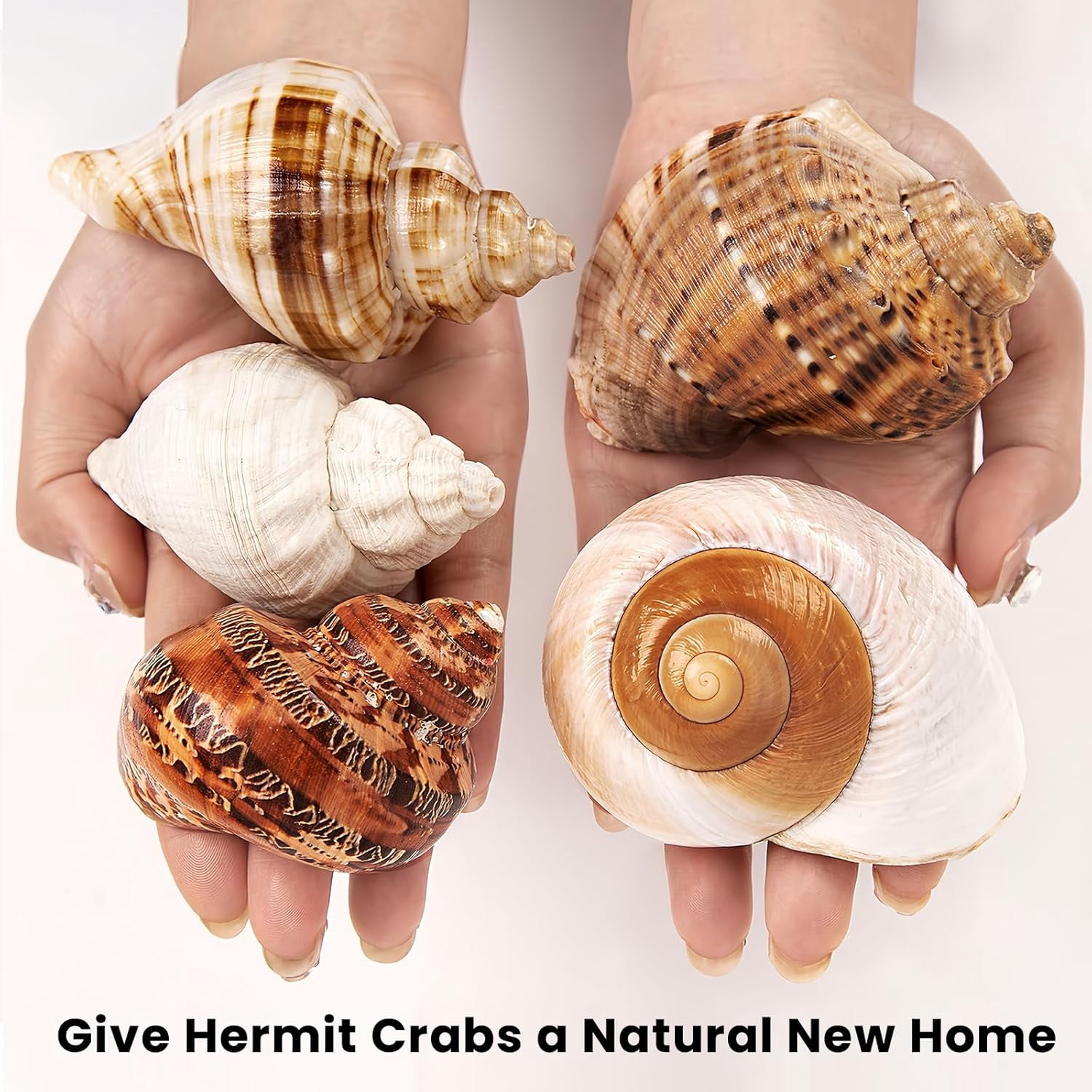 SINKOO Natural Hermit Crab Shells for Medium to Large Crabs (White, 5 Pack, 2.8 in - 3.9 in) 6ihji