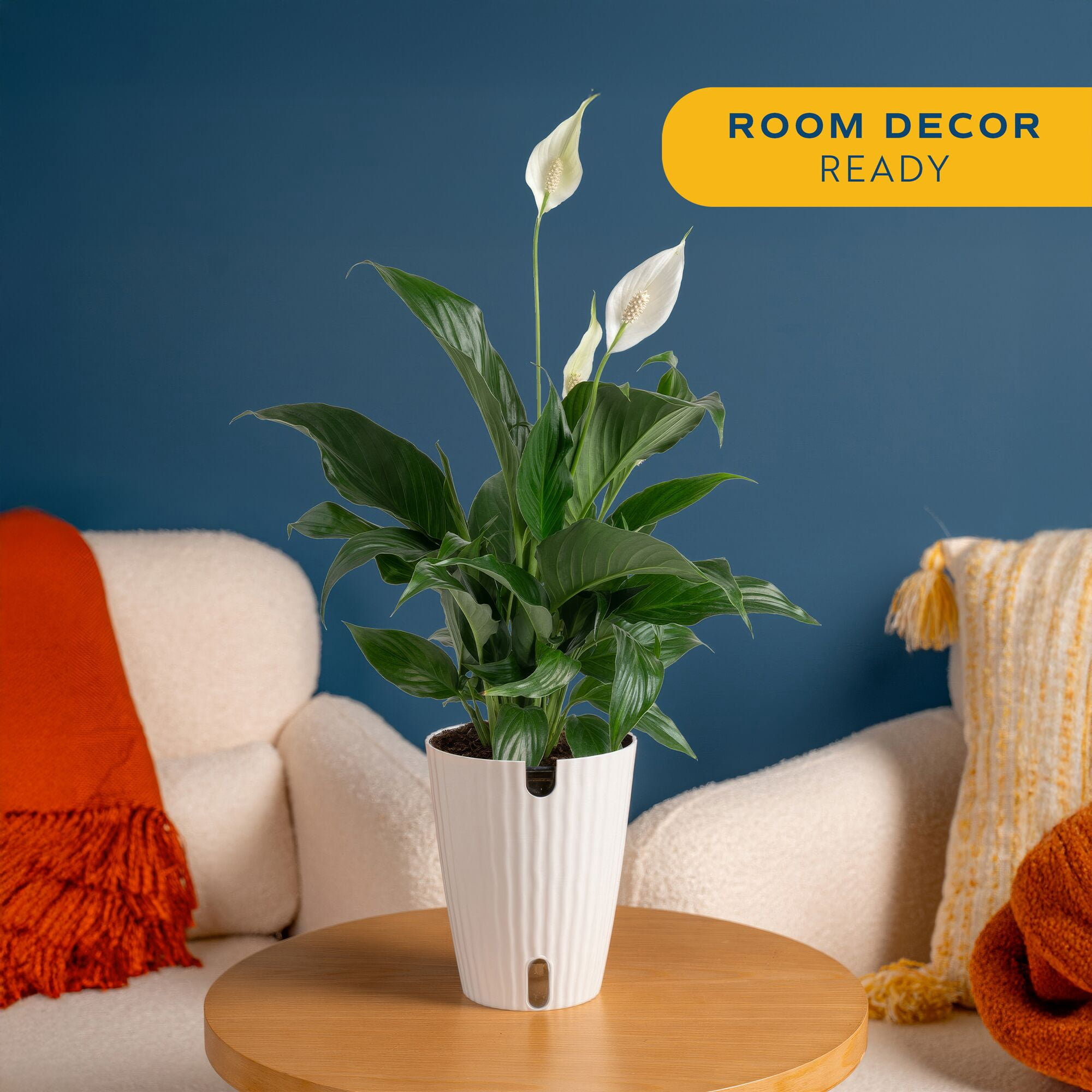 Costa Farms Peace Lily Live Indoor Plant (Green, 12 in Height, 5 in Self-Watering Pot) 20f3c