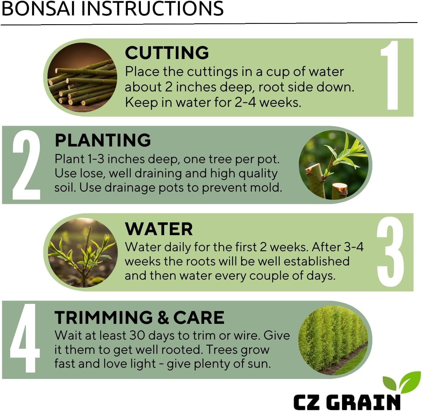 CZ Grain Willow Bonsai Tree Starter Cutting (Thick Trunk, Fast Growing) 1d566