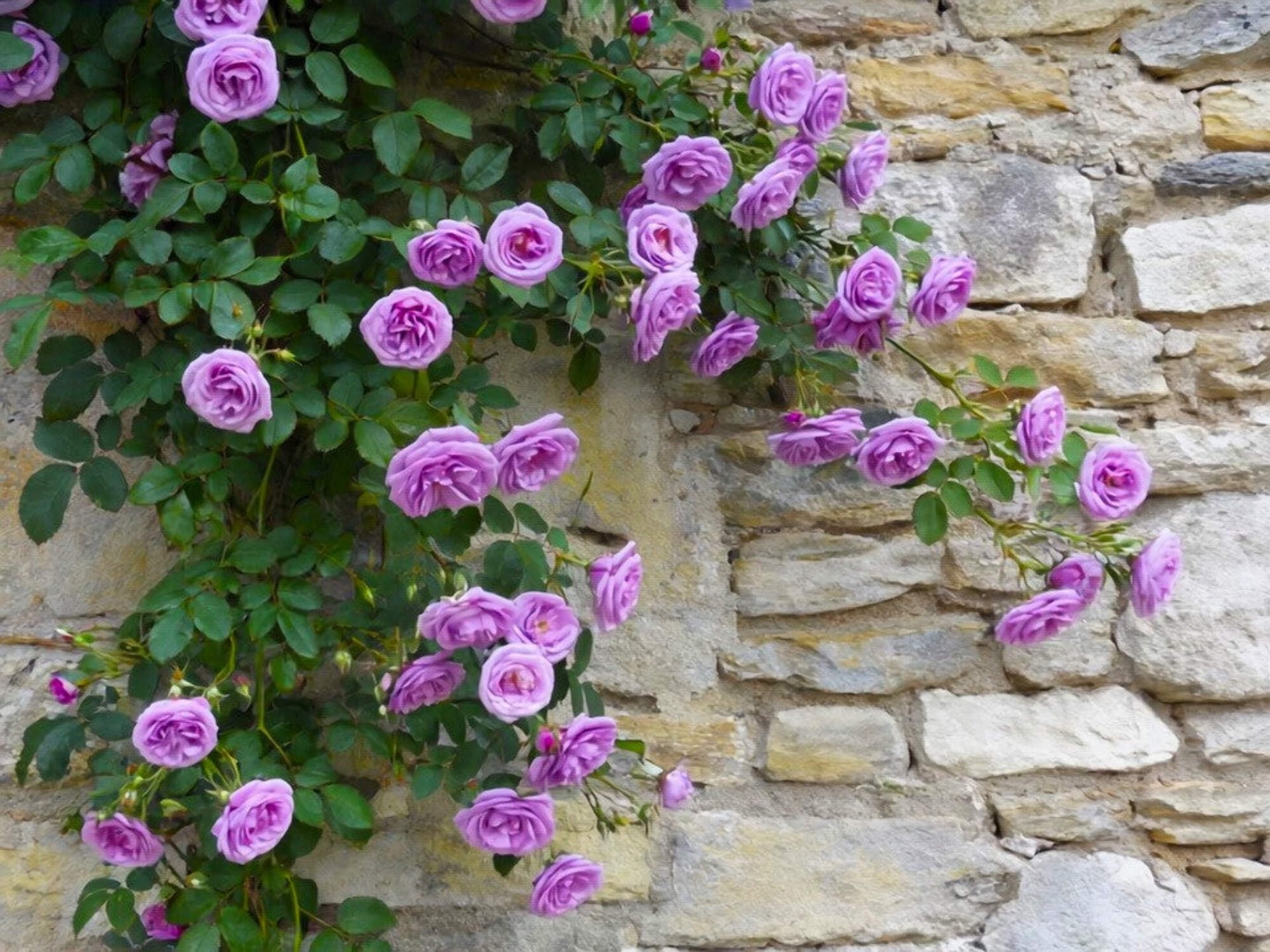 Seedville USA Purple Climbing Rose Flower Seeds (Fragrant Rosa Bush Vine, 5 Seeds) e0320