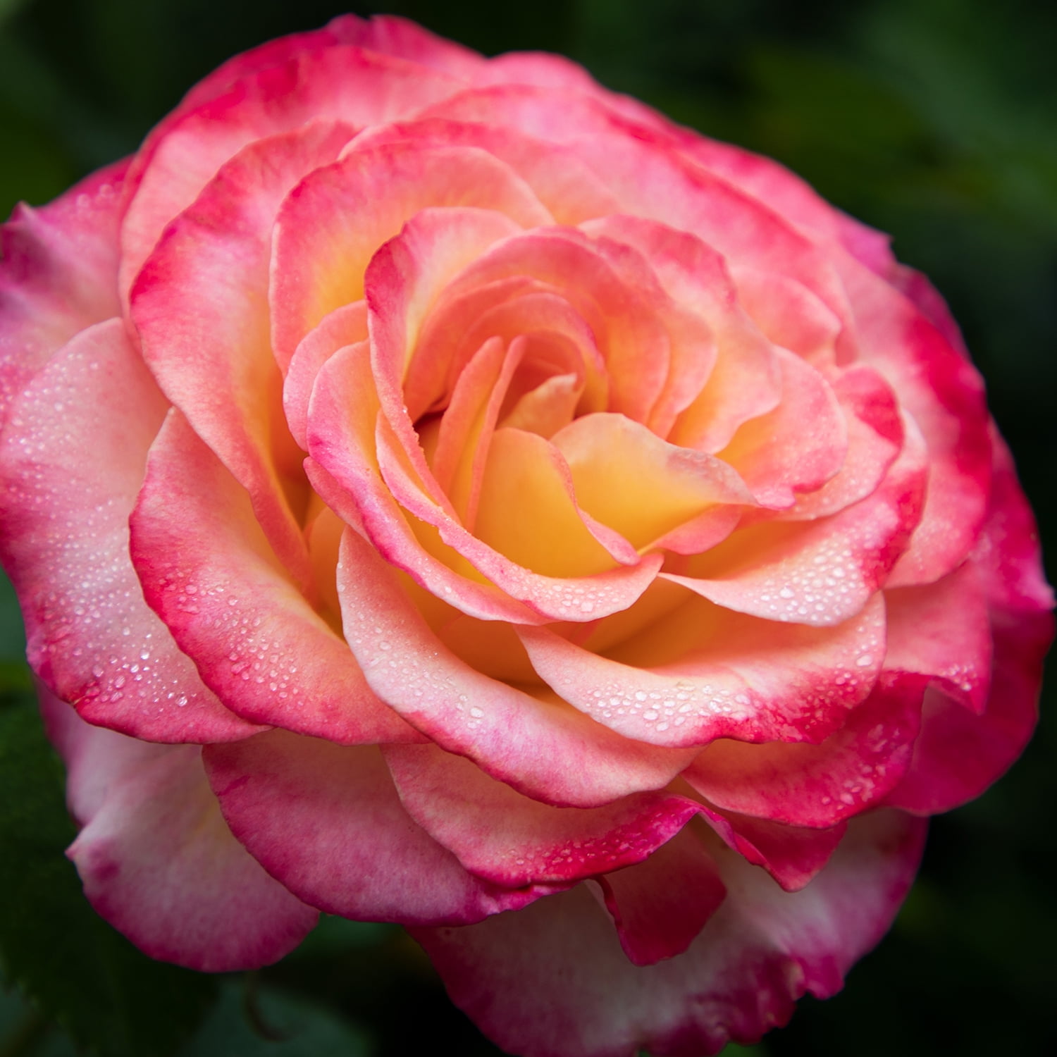 Altman Plants True Bloom True Sincerity Rose Bush (Pink and Yellow, 2 gal) 77l5k