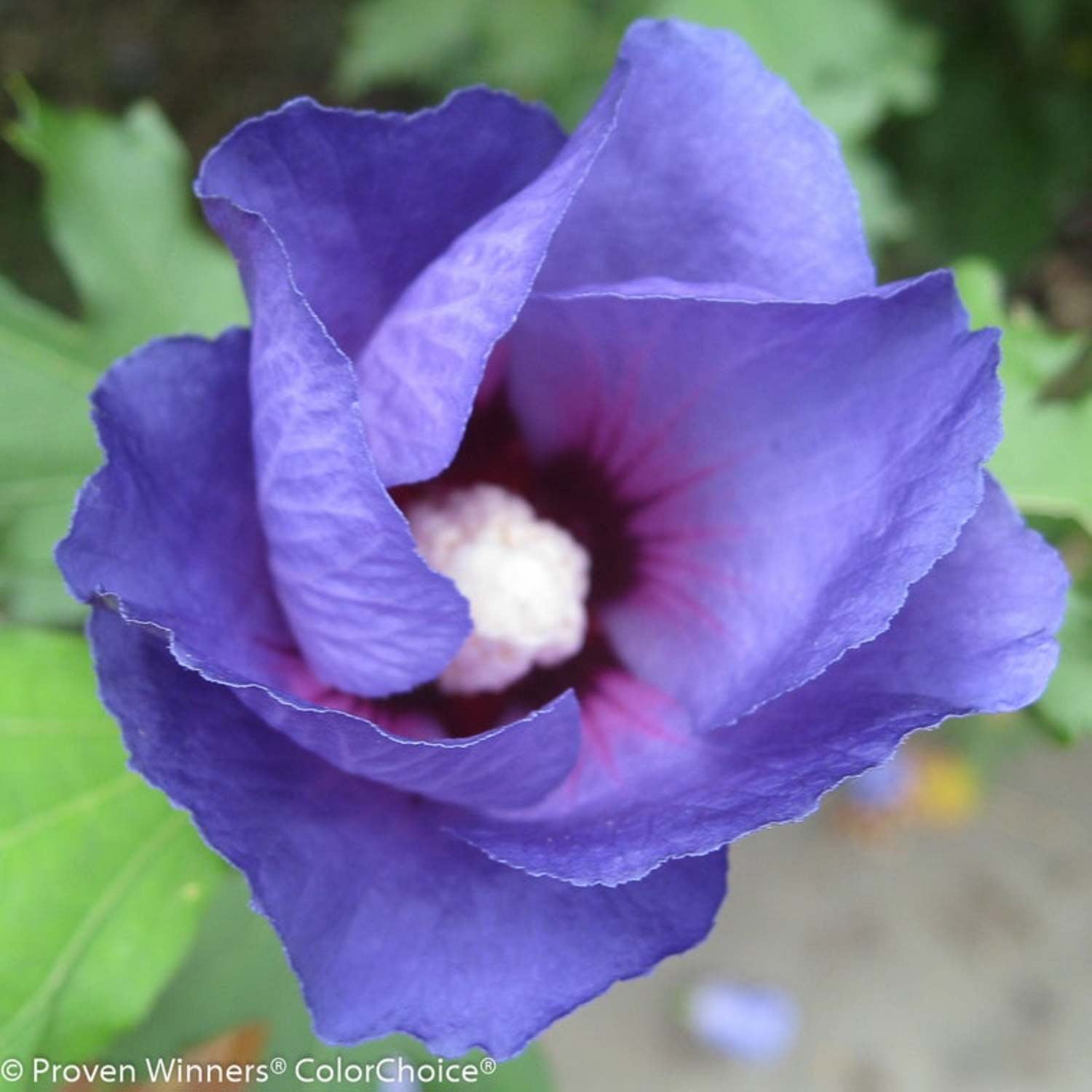 Proven Winners ColorChoice Azurri Blue Satin Rose of Sharon Live Shrub (Blue, 4.5 in Pot, 4 Count) 7zry1