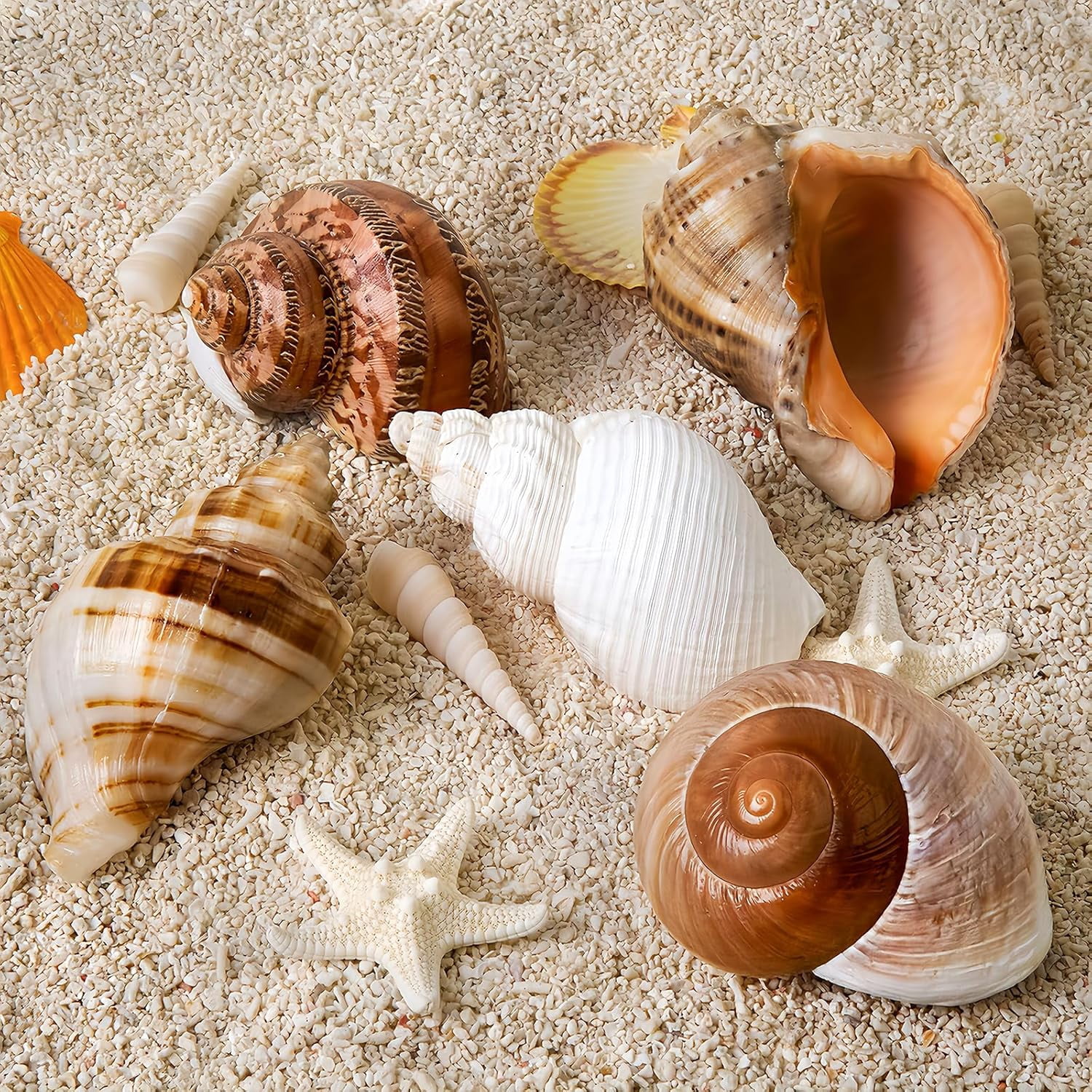 SINKOO Natural Hermit Crab Shells for Medium to Large Crabs (White, 5 Pack, 2.8 in - 3.9 in) 6ihji