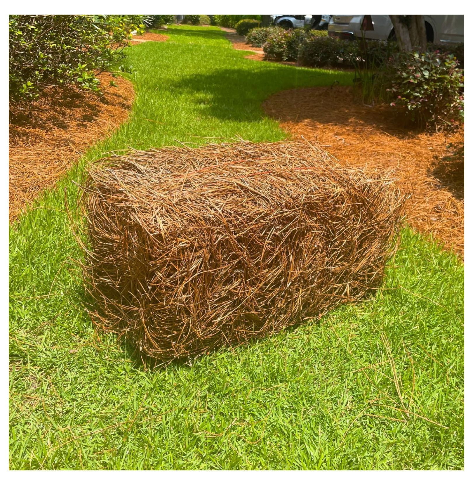 GpLuMy Premium Square Pine Straw Bale (Natural, 70 sq ft) m0pg6