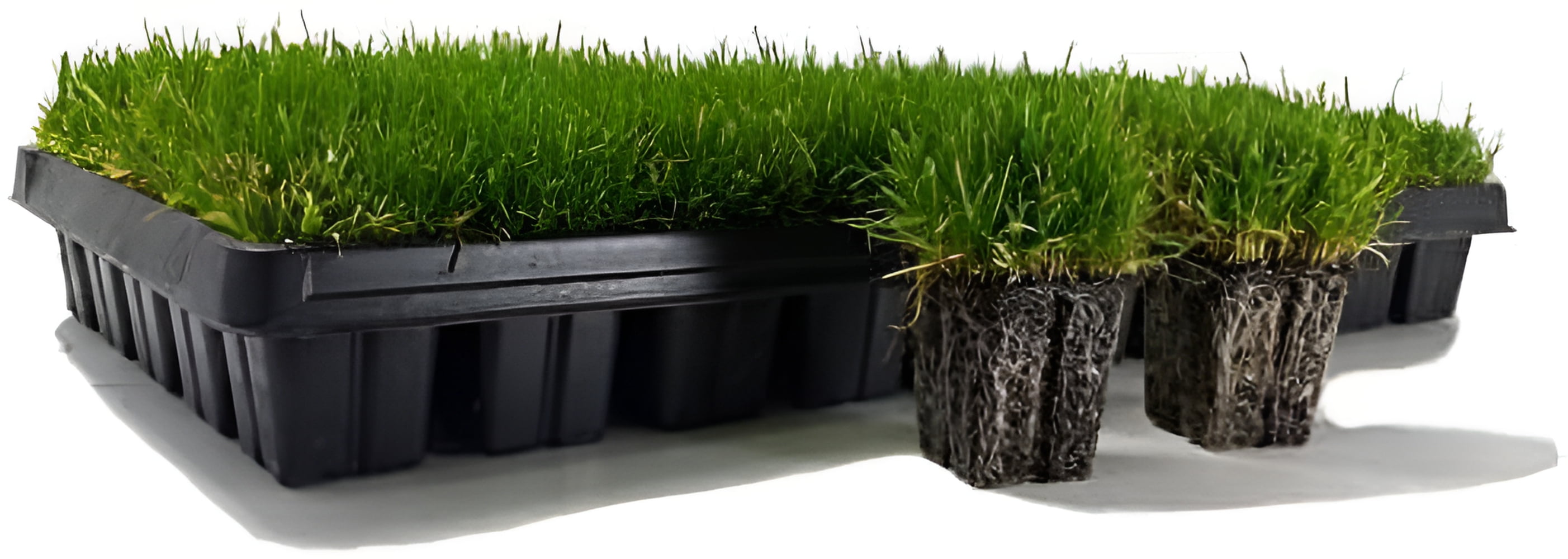 Ezplug Zoysia Grass Plugs for Lawn Restoration (50 Count) 90wpn