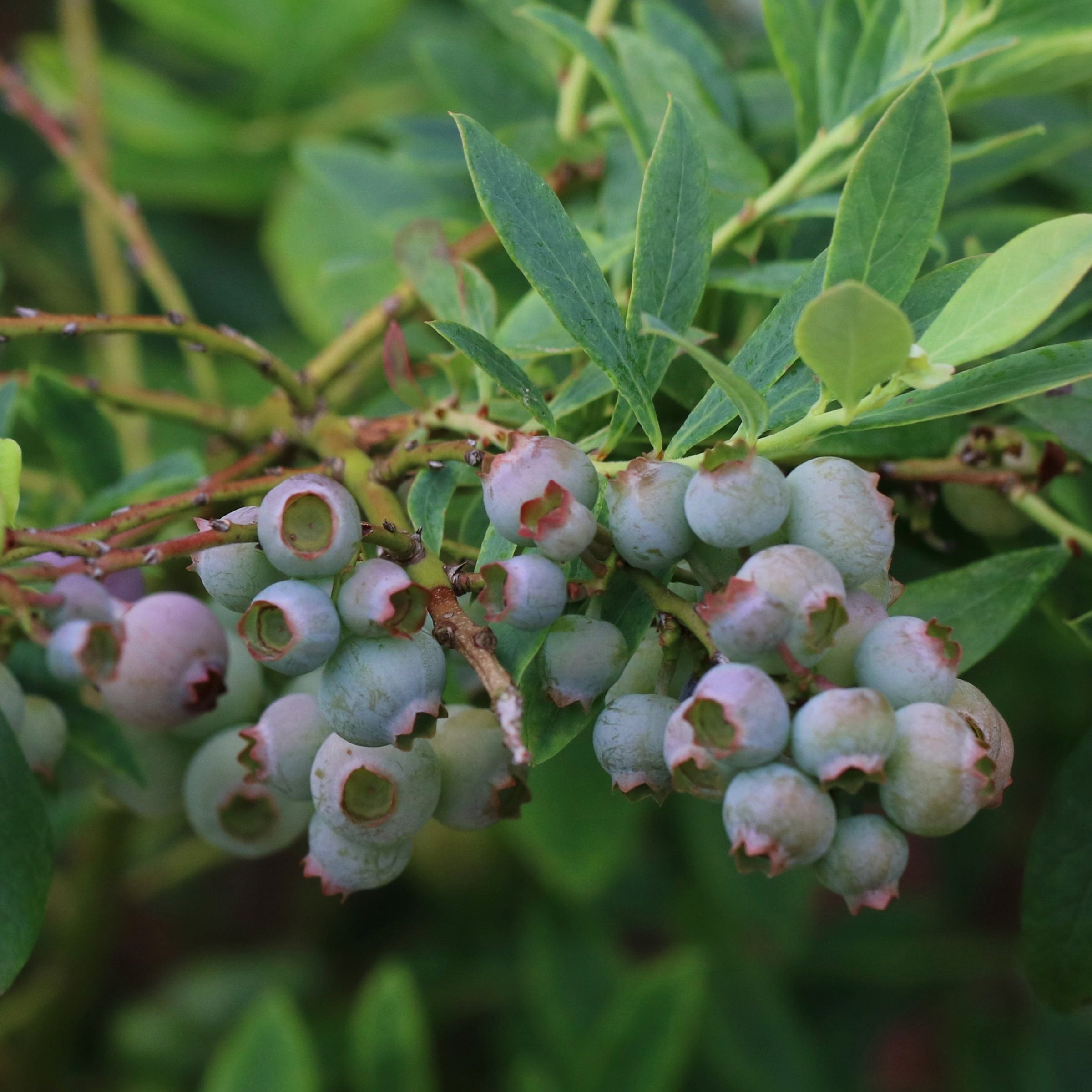 National Plant Network Legacy Blueberry Live Shrub (1 gal) m3u22