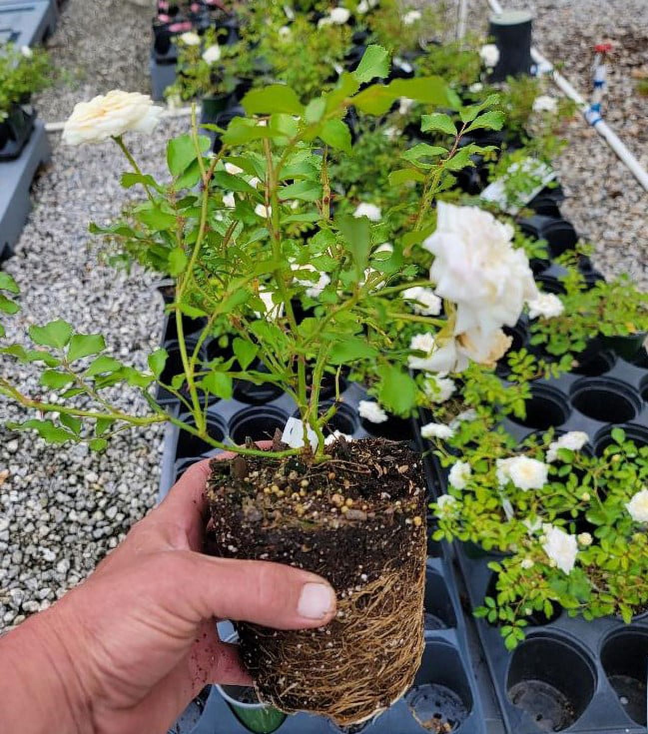 New Life Nursery & Garden White Drift Groundcover Rose Live Plant (1 QT) qhhzt