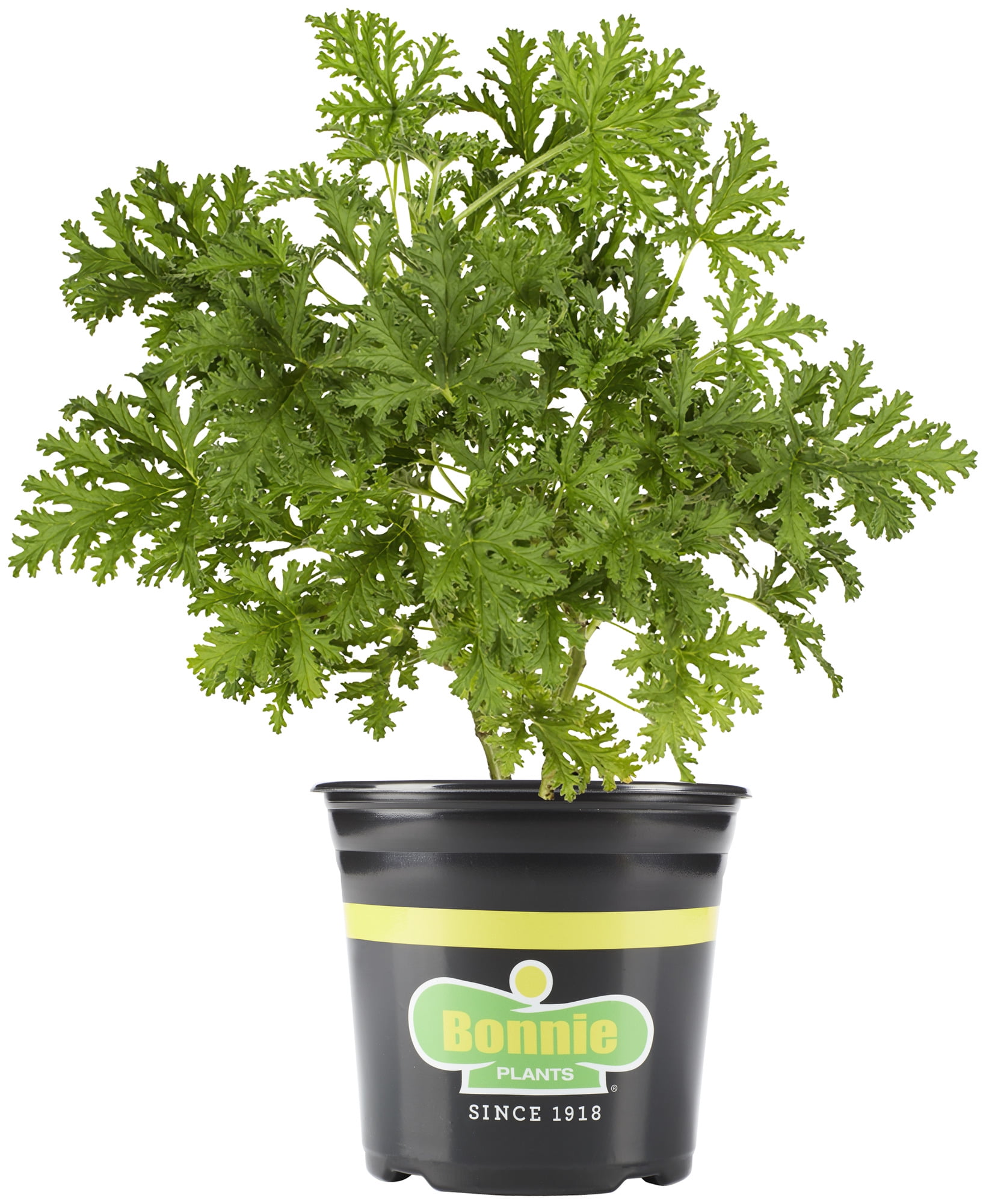 Bonnie Plants Citronella Live Herb Plant (Green, 2.32 qt) w8by4
