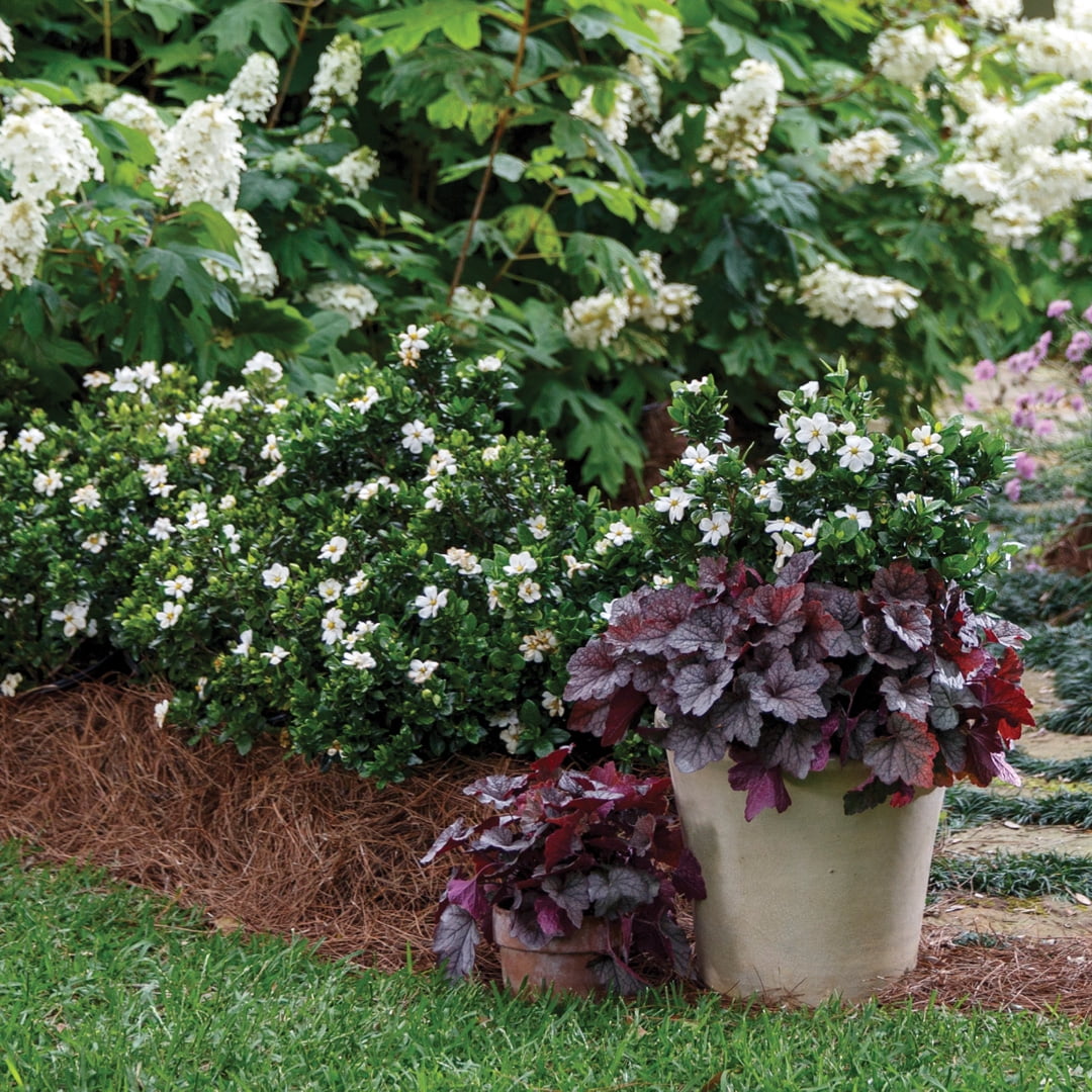 Southern Living Diamond Spire Gardenia Live Shrub (Creamy-White, 2.5 qt) ipiep
