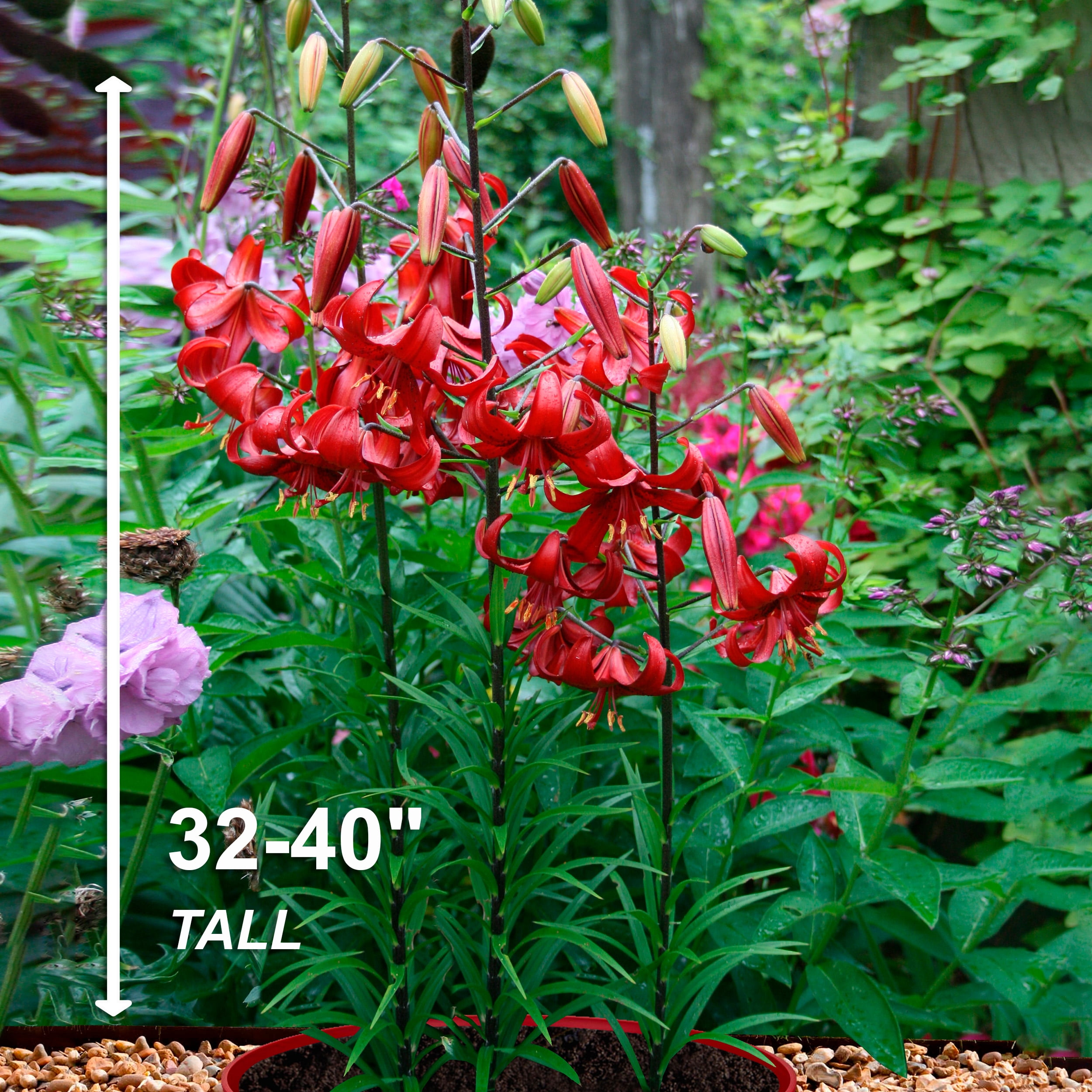 Garden State Bulb Co. Red Velvet Asiatic Lily Flower Bulbs (Red, 10 Pack) q6gwr