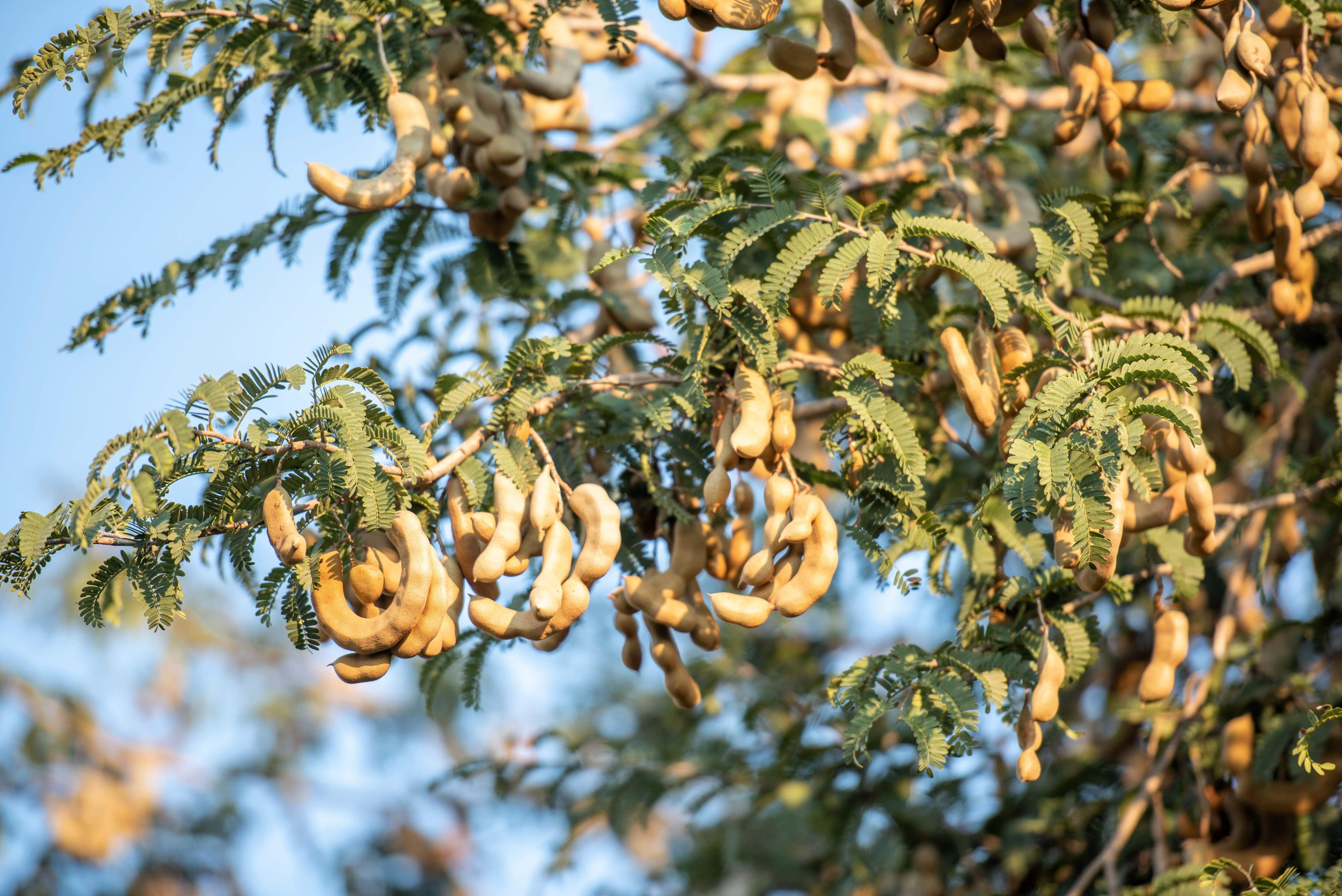 Seedville USA Tamarindus Indica Fruit Tree Seeds (5 Pack) cpj1v