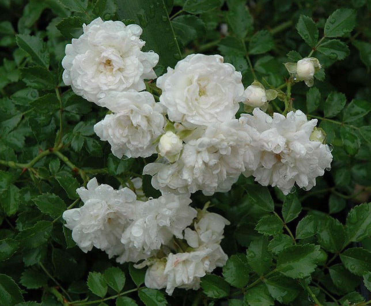 New Life Nursery & Garden White Drift Groundcover Rose Live Plant (1 QT) qhhzt