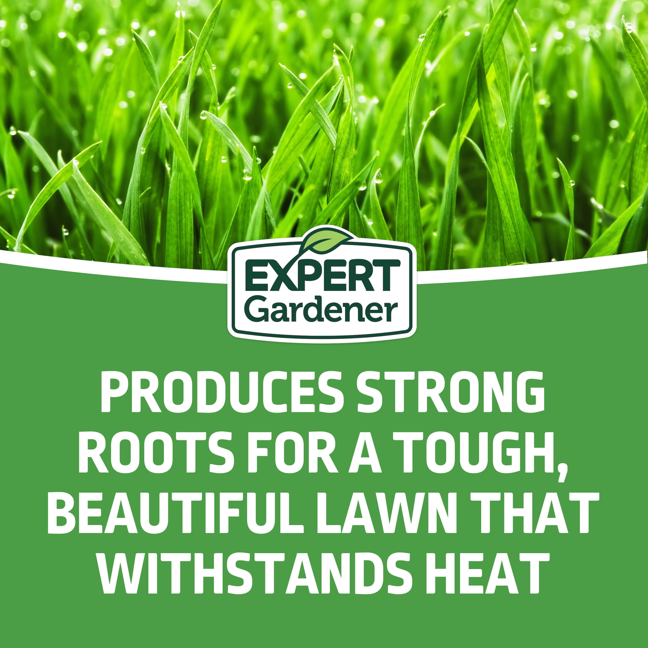 Expert Gardener Tall Fescue Grass Seed Mix (Sun to Partial Shade, 20 lb) m11y6