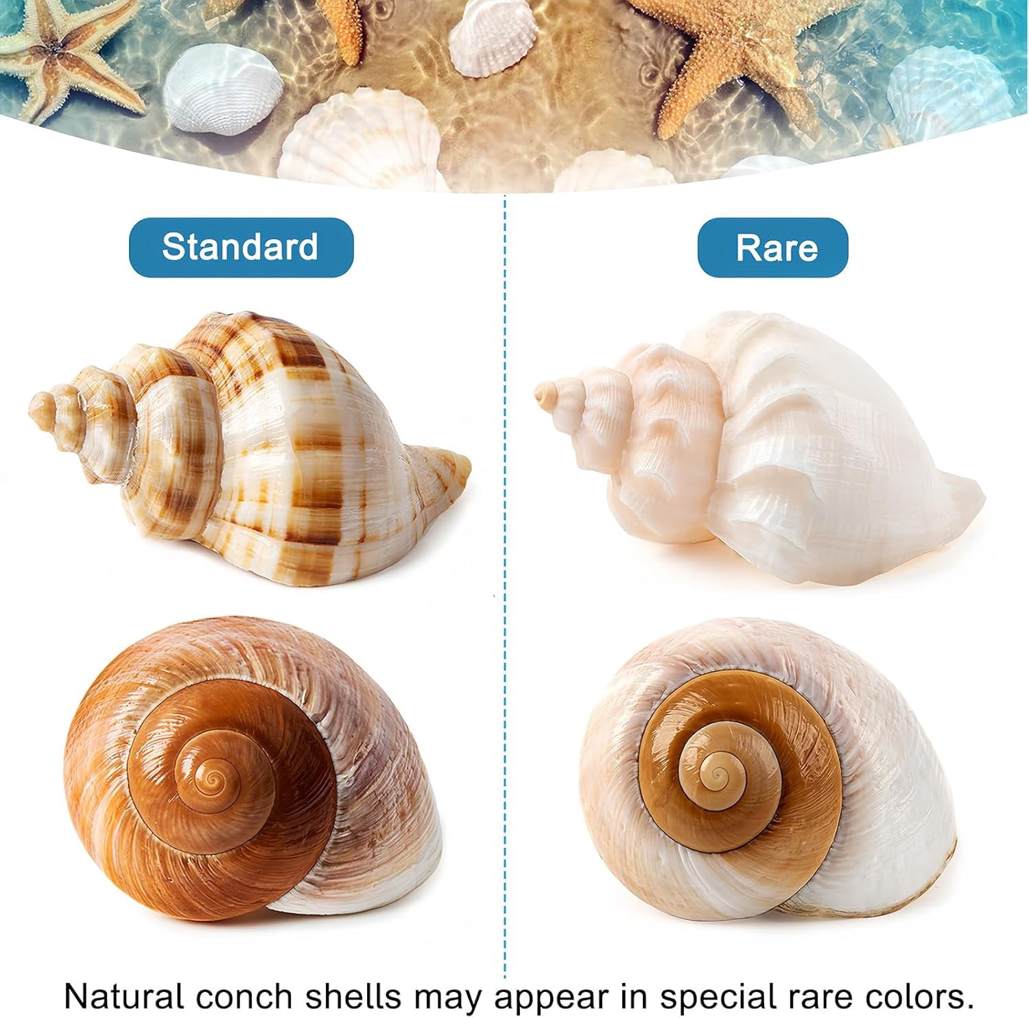 SINKOO Natural Hermit Crab Shells for Medium to Large Crabs (White, 5 Pack, 2.8 in - 3.9 in) 6ihji