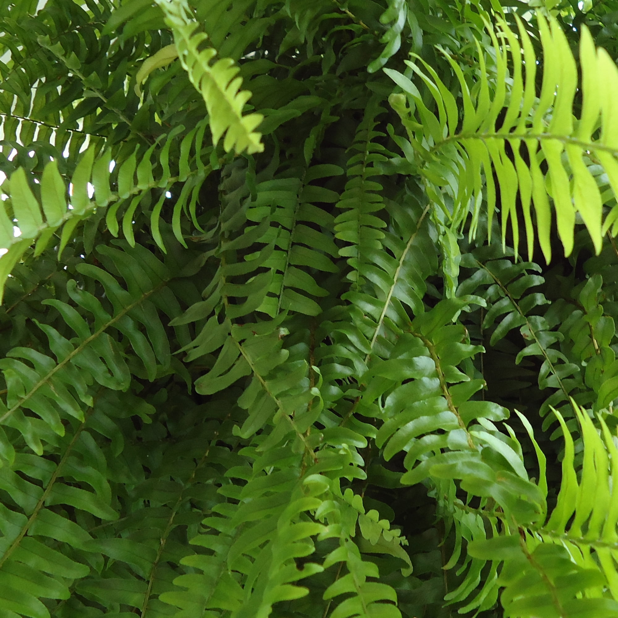 United Nursery Boston Fern Live Tropical Plant (Green, 2-Pack, 10 in Hanging Basket) sq7dl