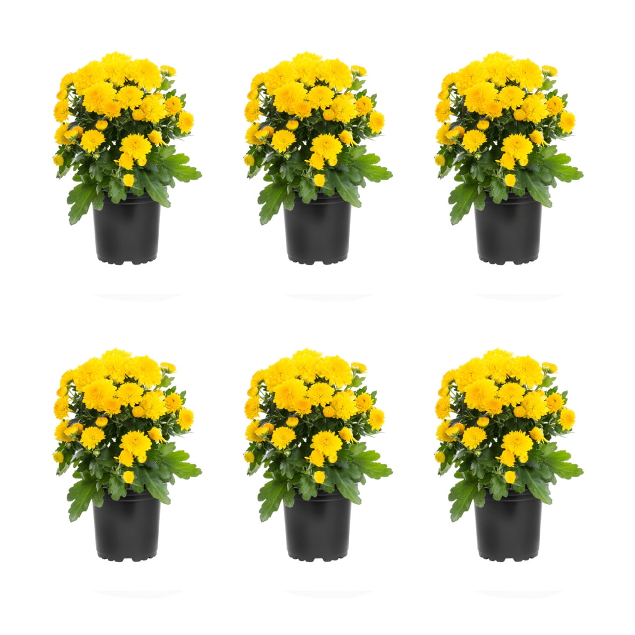 Expert Gardener Yellow Chrysanthemum Live Fall Plant (Yellow, 6-Pack, 1 pt) iffod