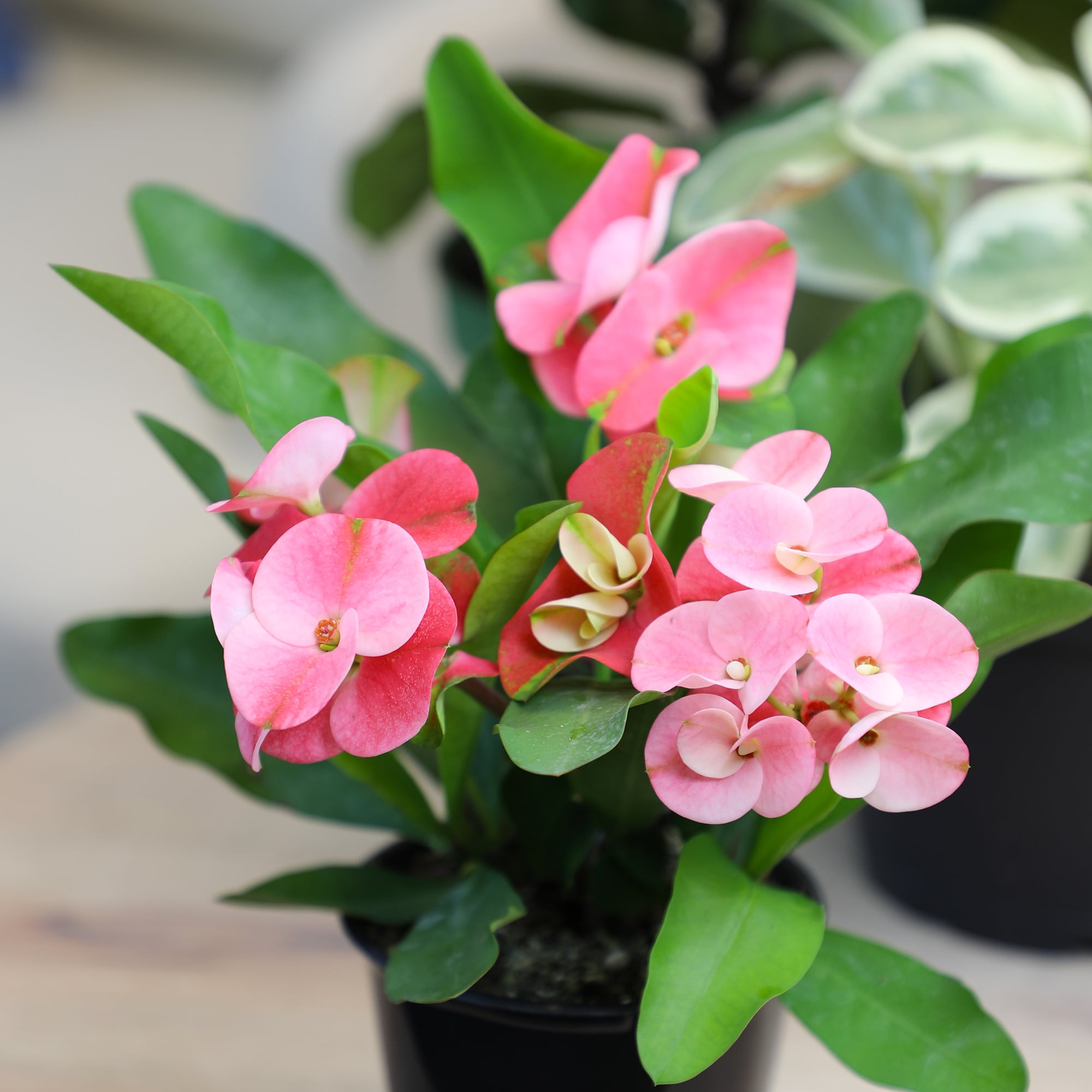 Altman Plants Euphorbia Milii Crown of Thorns Live Succulent Plant (Green, 4.25 in) k541u