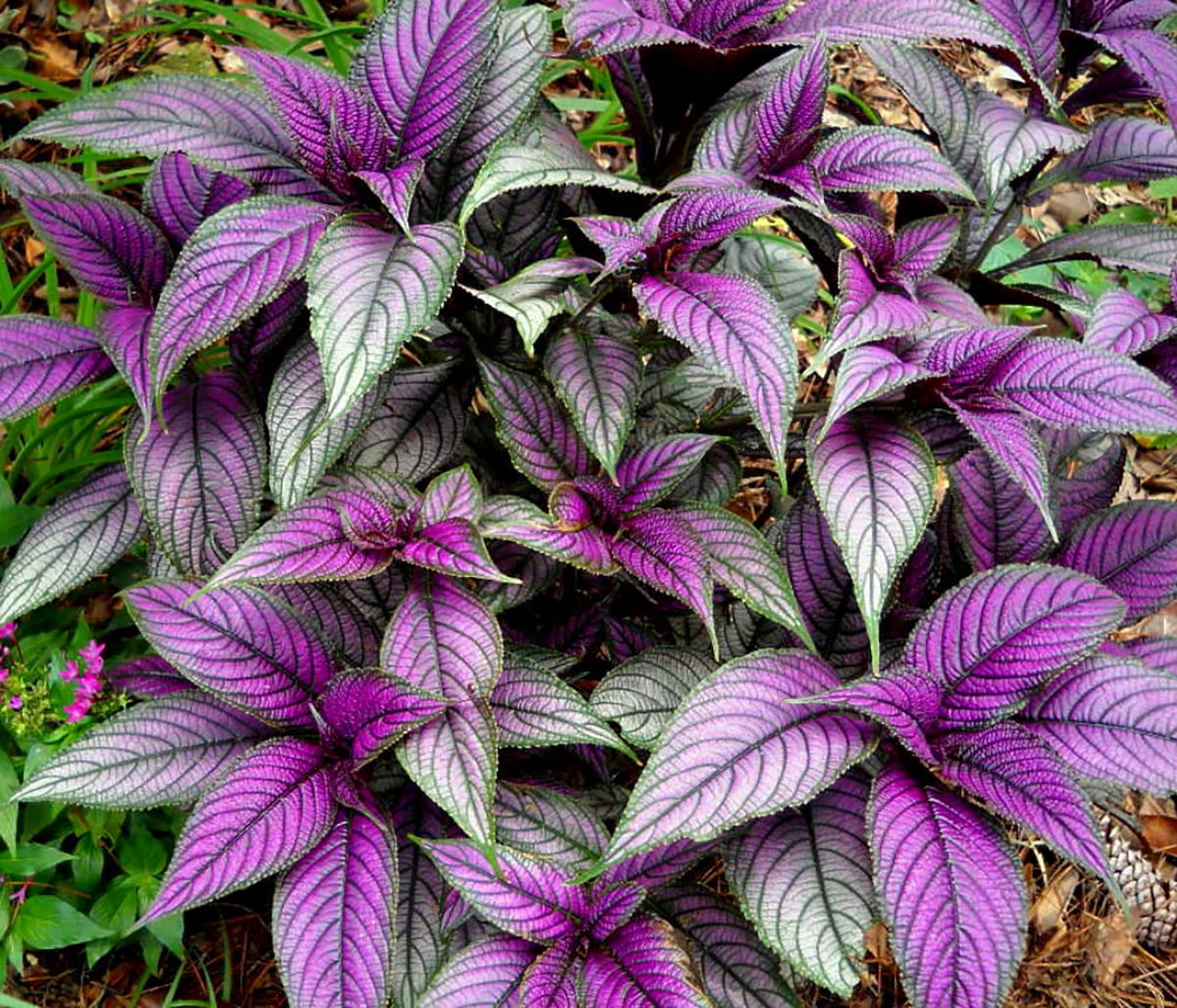 Hirt's Gardens Persian Shield Live Plant (Strobilanthes) Iridescent Foliage Houseplant (Green, 2 in Pot) dtxnd