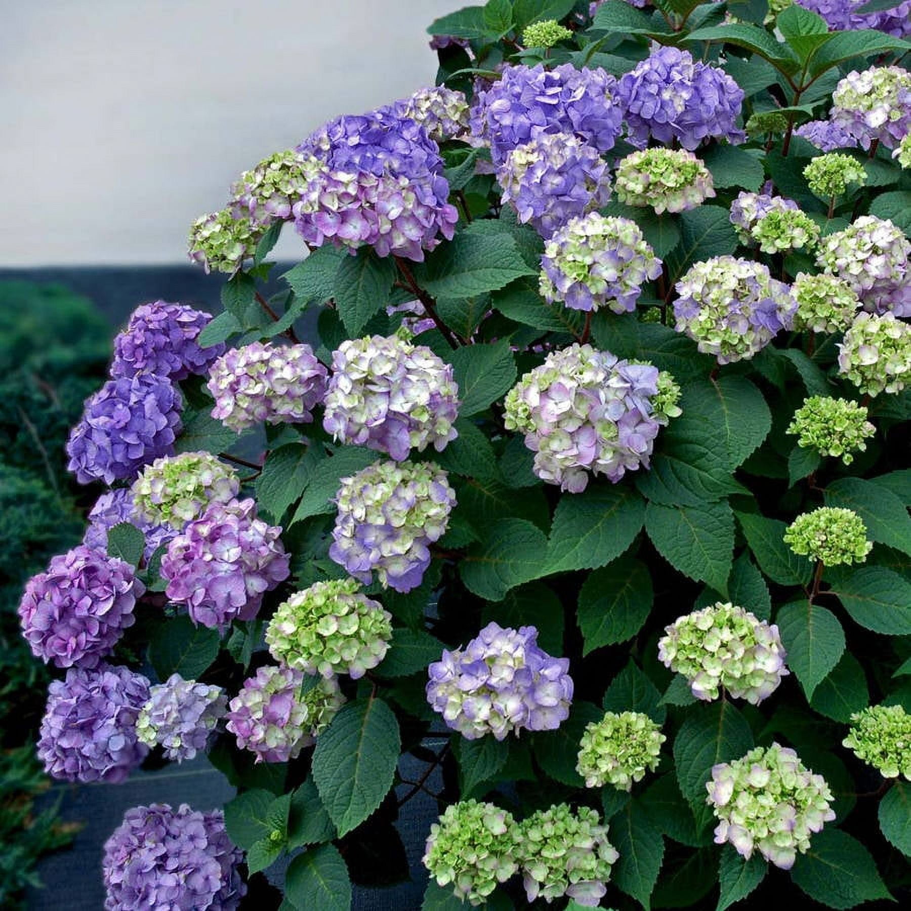 Endless Summer BloomStruck Reblooming Hydrangea Live Shrub (Pink and Blue, 2 Gallon) zkacp