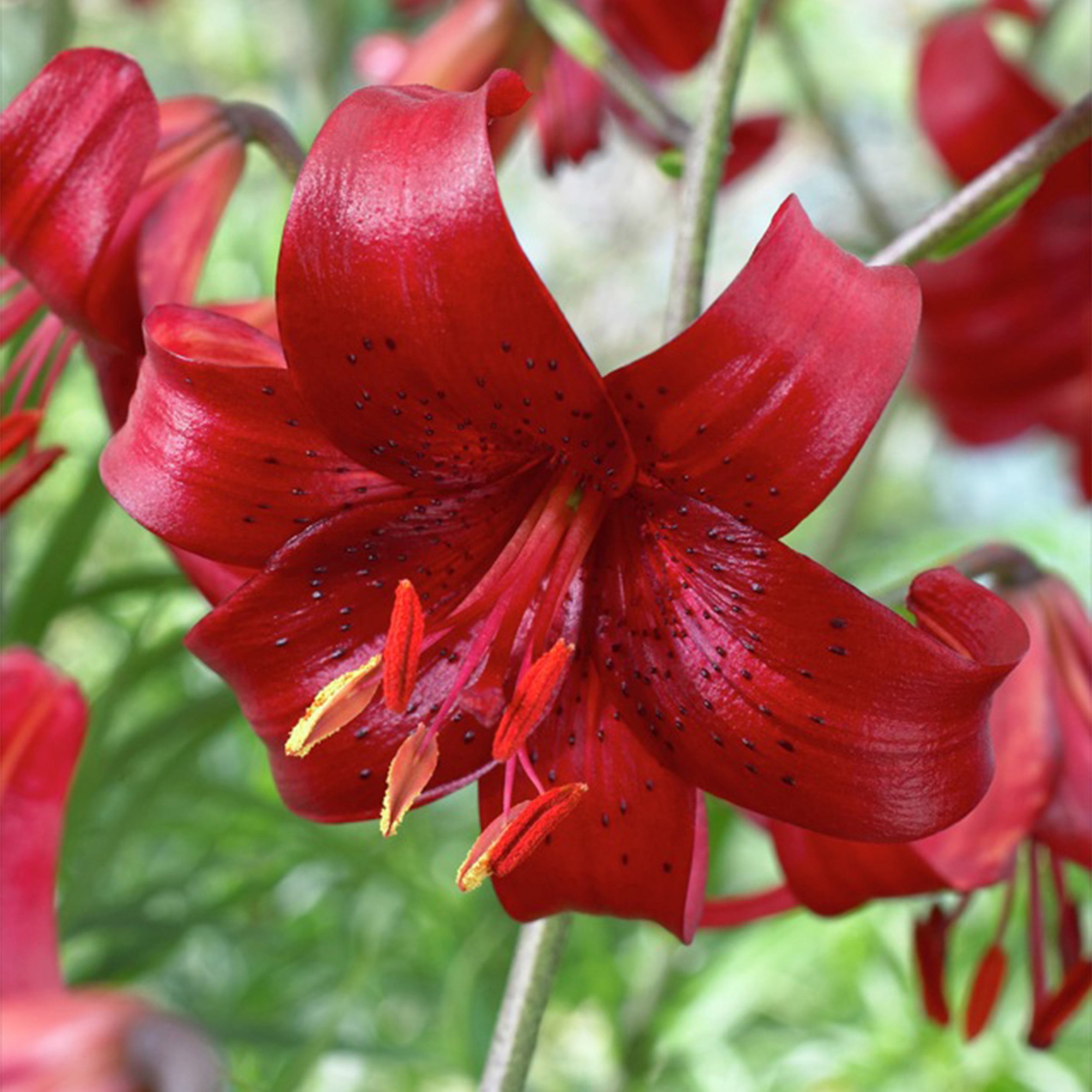 Garden State Bulb Co. Red Velvet Asiatic Lily Flower Bulbs (Red, 10 Pack) q6gwr