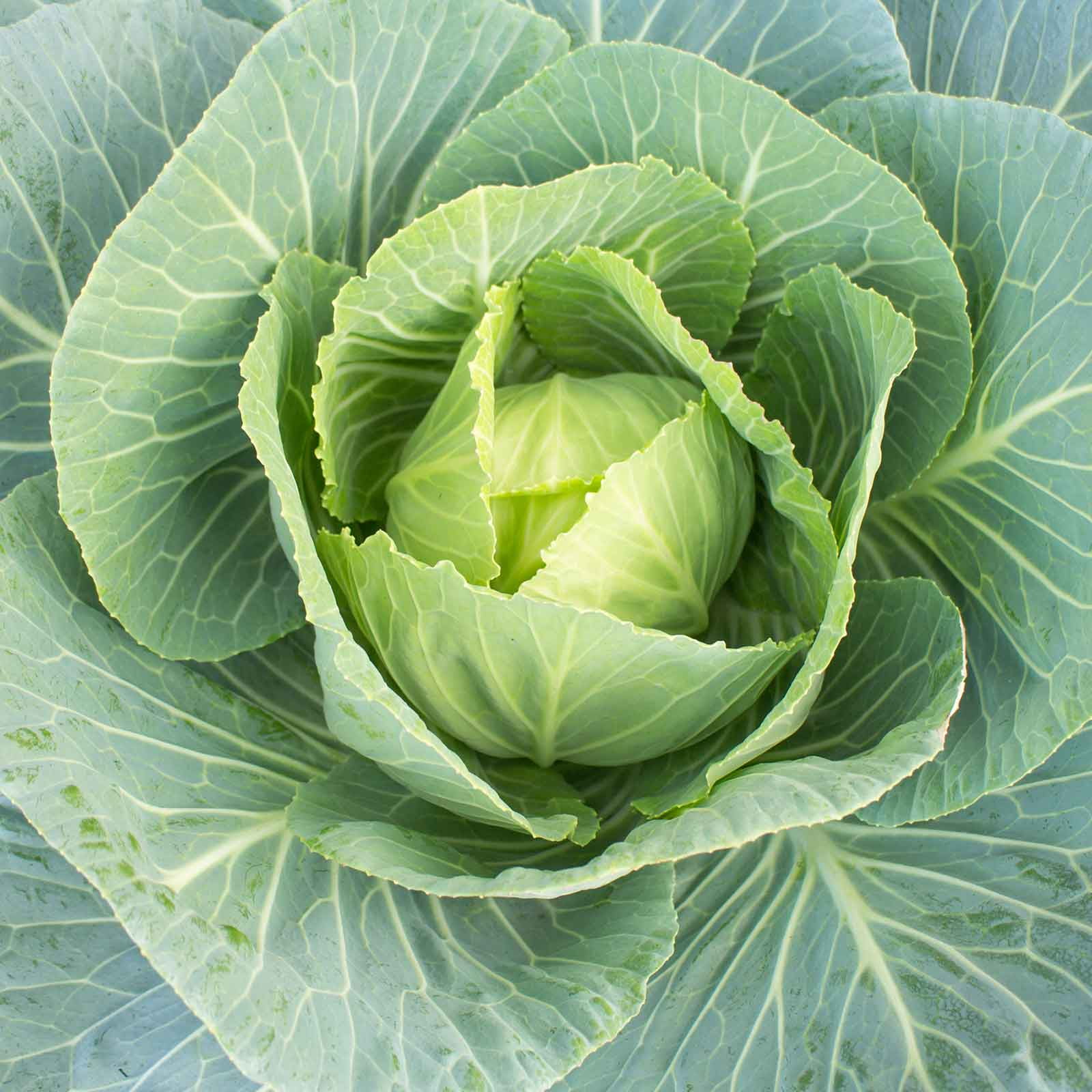 Mountain Valley Seed Company Vates Collard Greens Seeds for Heirloom Microgreens and Vegetable Gardening (0.2 oz) eof4p
