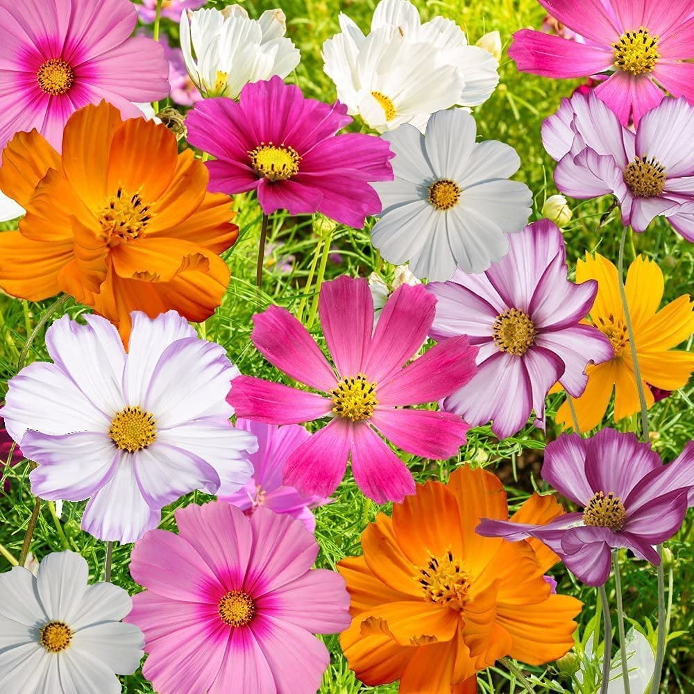 CZ Grain Cosmos Bipinnatus Flower Seeds Non-GMO Wildflower Mix (100 Seeds) fo9zd