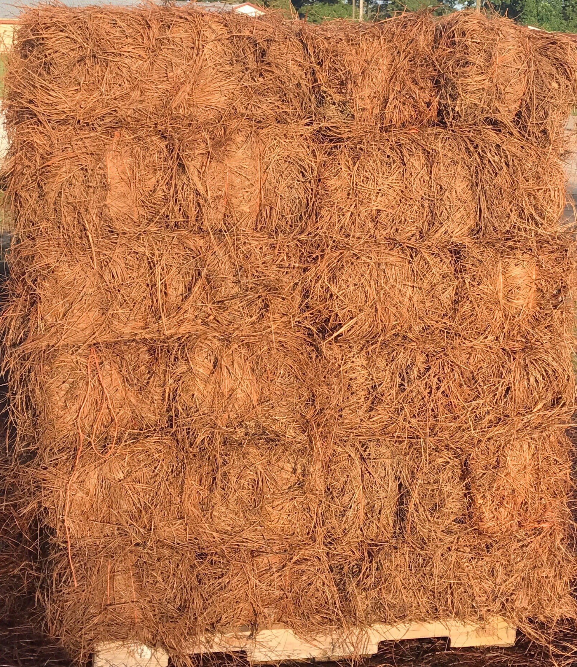 acdanc Premium Long Needle Pine Straw Mulch for Landscape Gardens (2200 sq ft) u0v4b