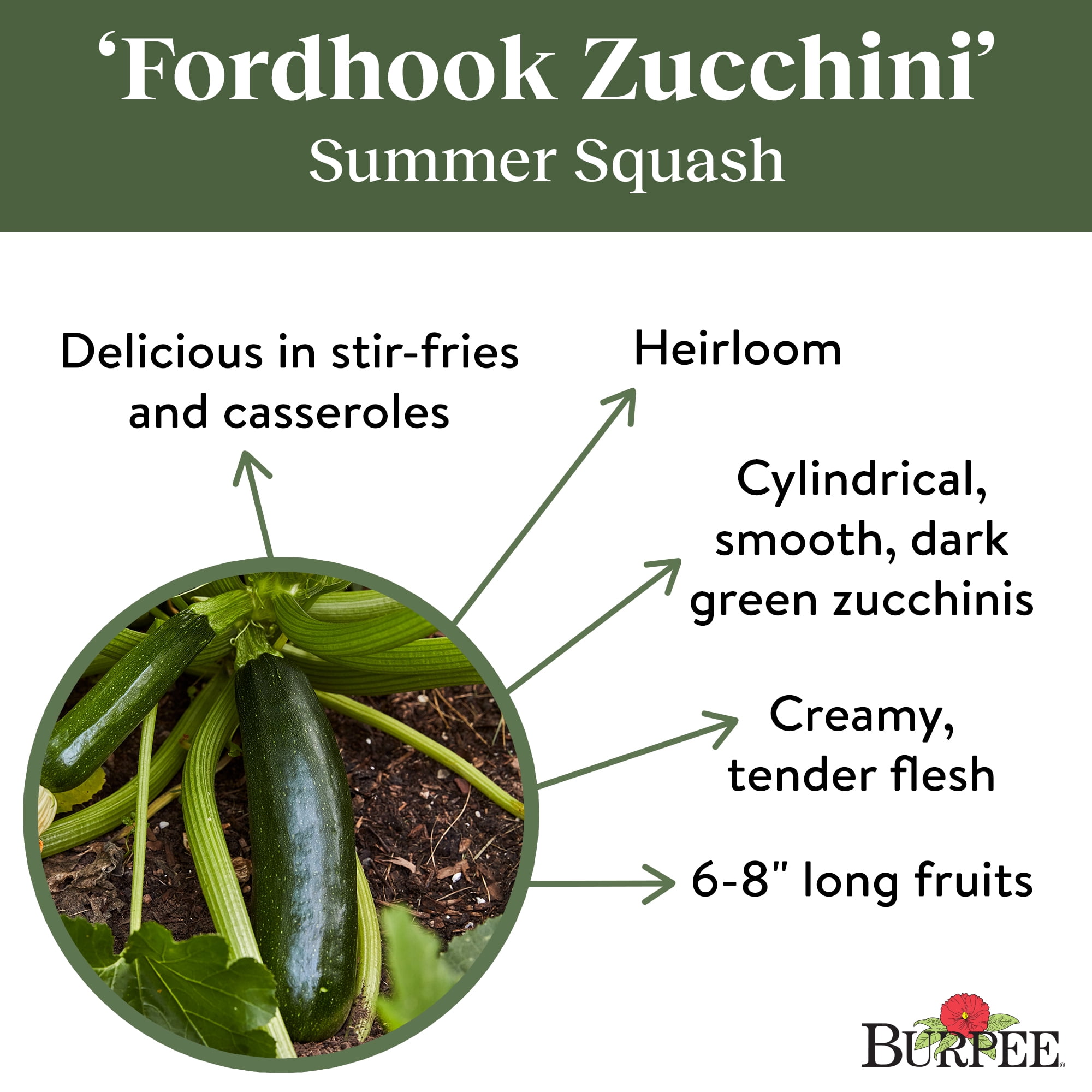Burpee Fordhook Zucchini Summer Squash Heirloom Vegetable Seeds (1-Pack) e87c7