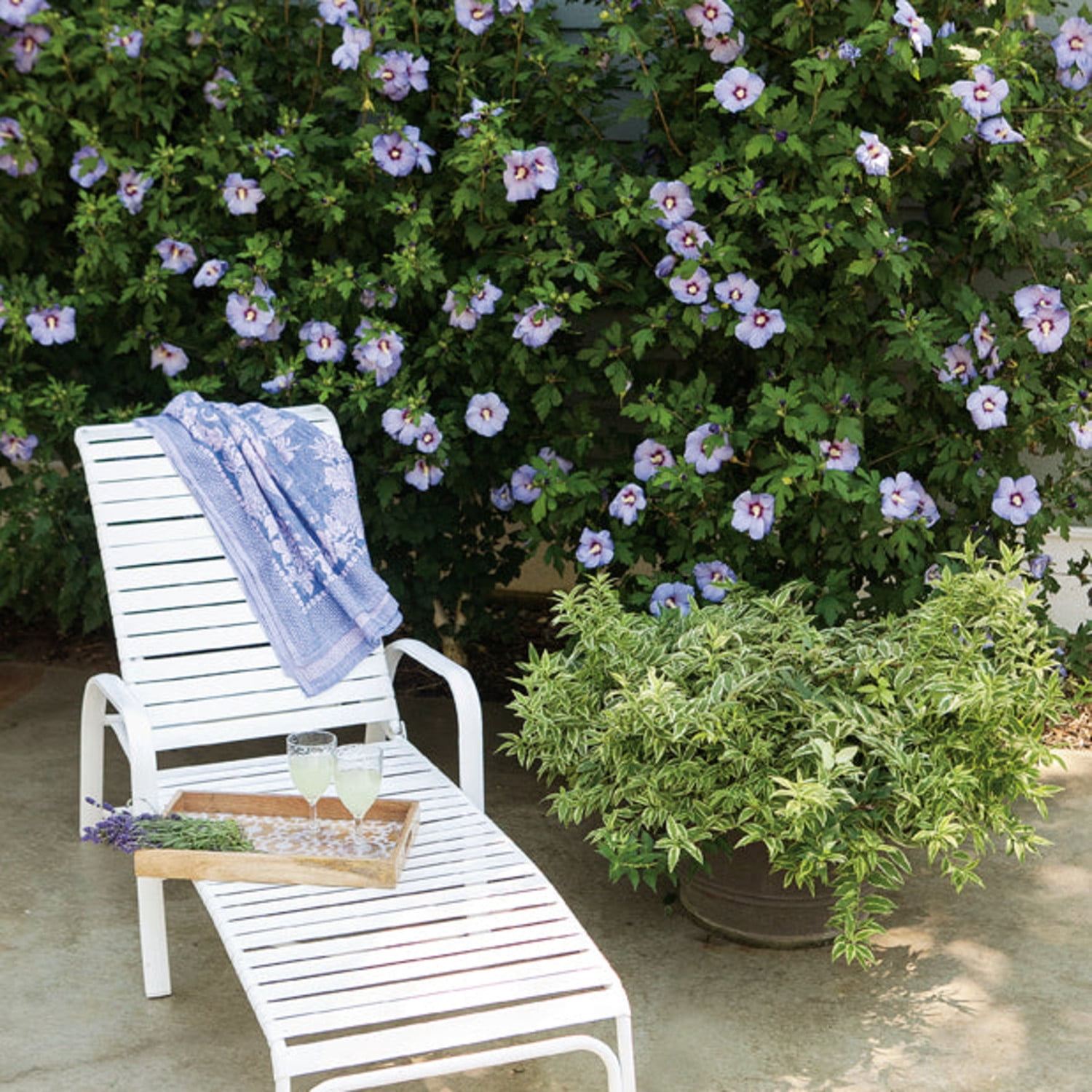 Proven Winners ColorChoice Azurri Blue Satin Rose of Sharon Live Shrub (Blue, 4.5 in Pot, 4 Count) 7zry1