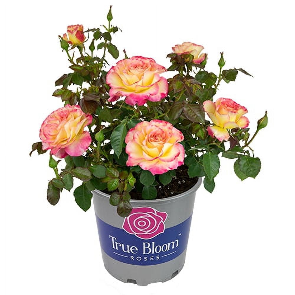 Altman Plants True Bloom True Sincerity Rose Bush (Pink and Yellow, 2 gal) 77l5k