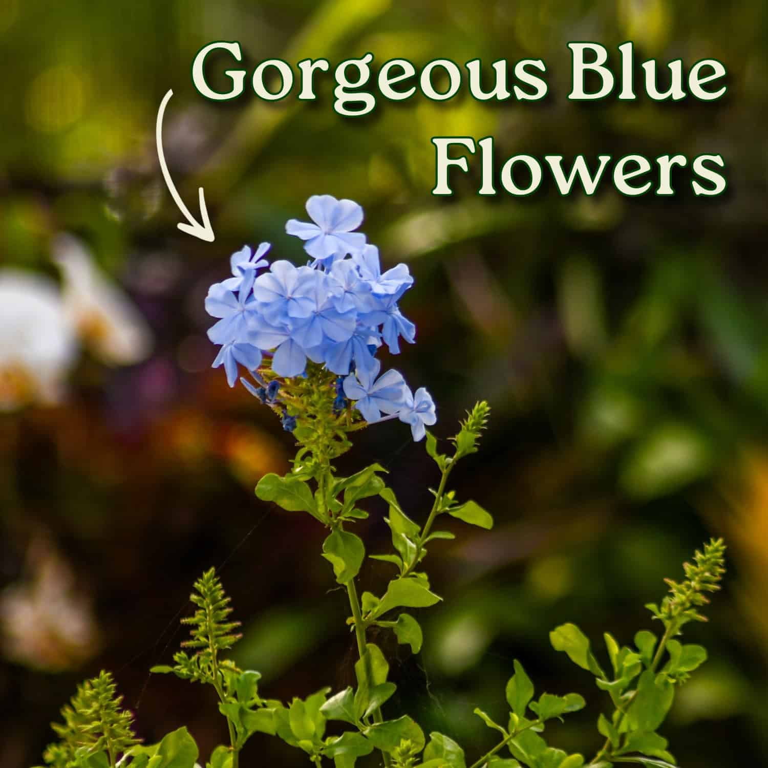 Tropical Plants of Florida Imperial Blue Plumbago Flowering Bush (Blue, 3 Gallon) hmbay