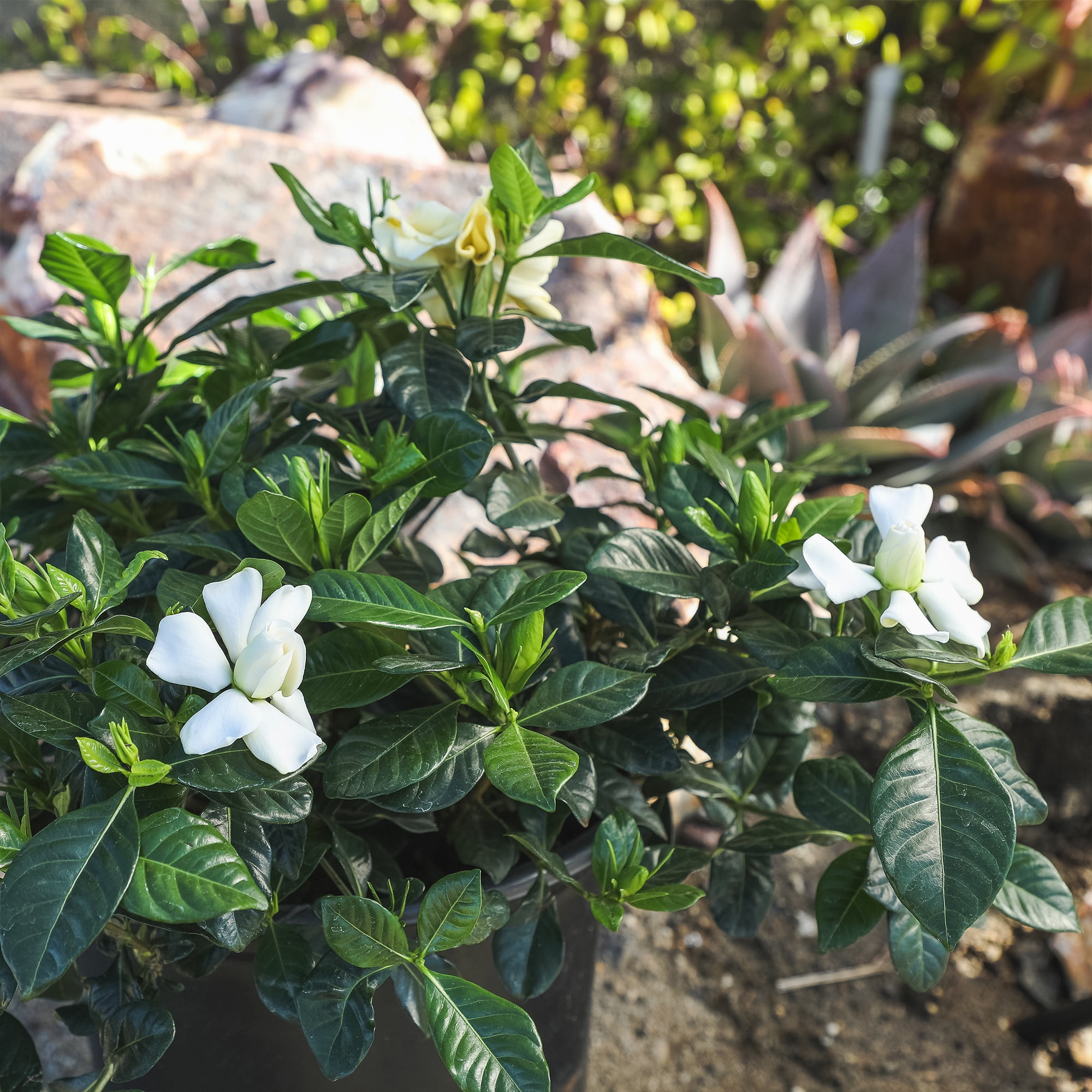 Altman Plants Gardenia Jasminoides Live Flowering Shrub (White, 1 gal) hcazo