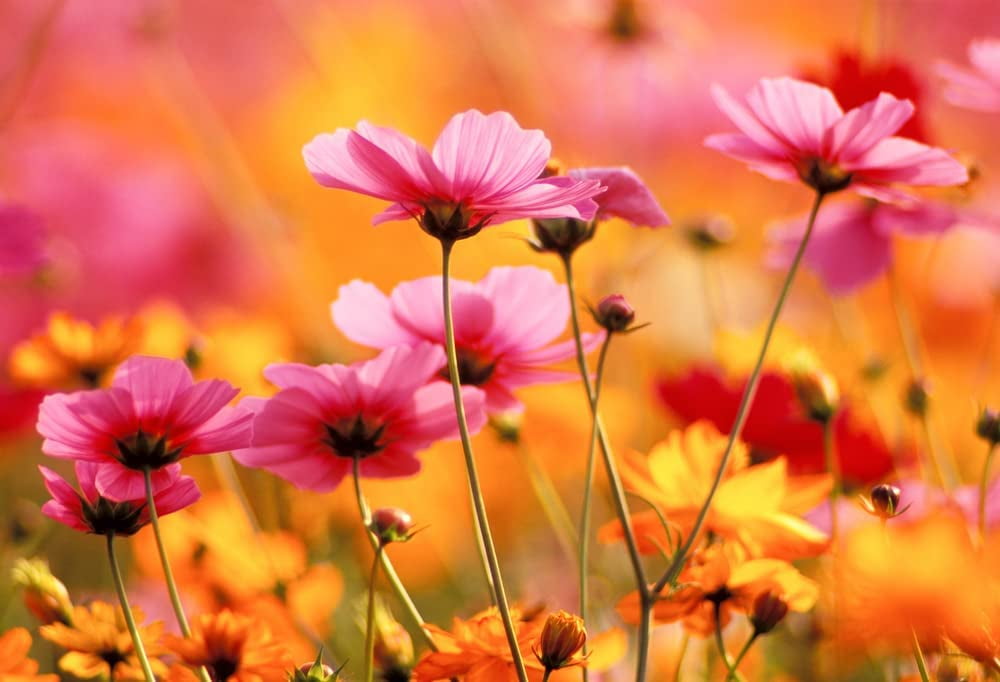 CZ Grain Cosmos Bipinnatus Flower Seeds Non-GMO Wildflower Mix (100 Seeds) fo9zd