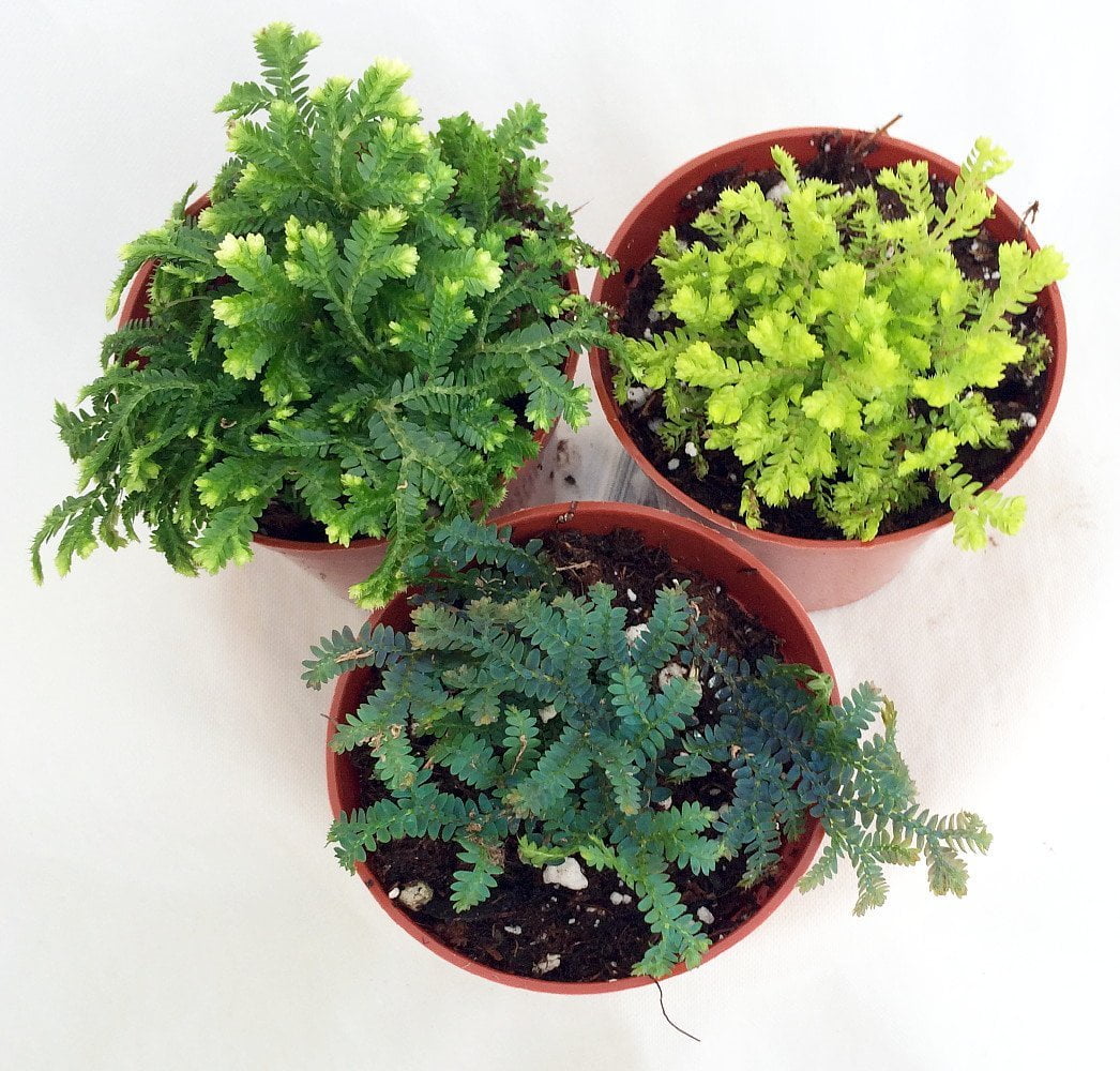 Hirt's Gardens Club Moss Selaginella Plants for Terrariums and Fairy Gardens (Green, 3 Pack, 2 in Pots) e4lqq