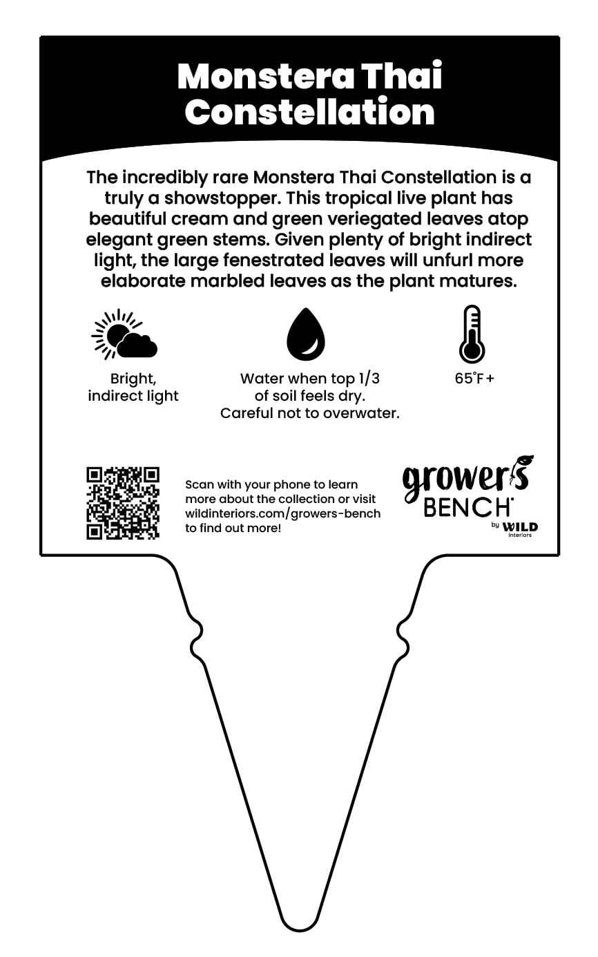 Live House Plant Thai Constellation Monstera Variegated Indoor Plant (Green & Cream, 5 in) fppgr