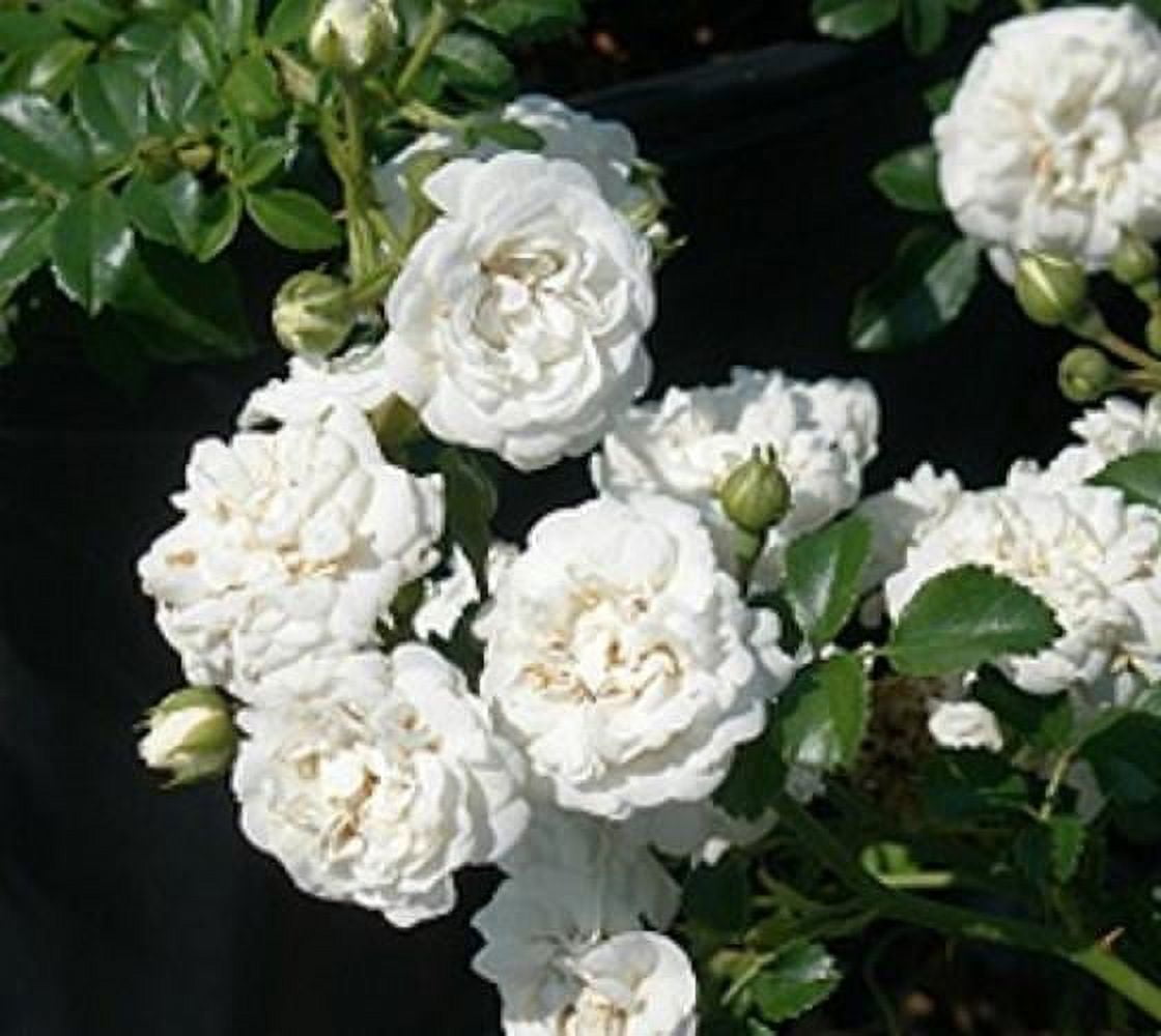 New Life Nursery & Garden White Drift Groundcover Rose Live Plant (1 QT) qhhzt