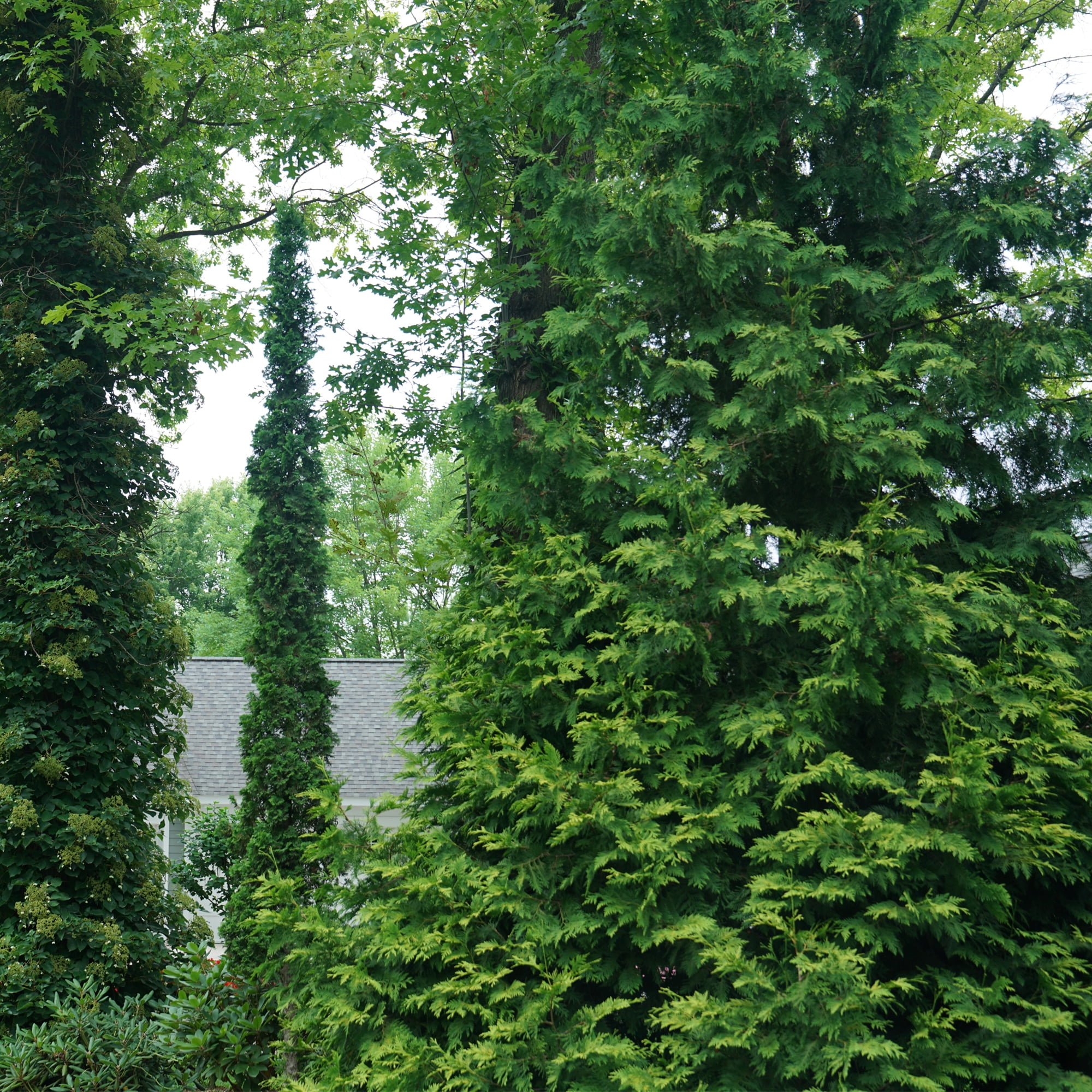 Proven Winners ColorChoice Sting Arborvitae Live Shrub (Green, 2 Gallon) d8wci