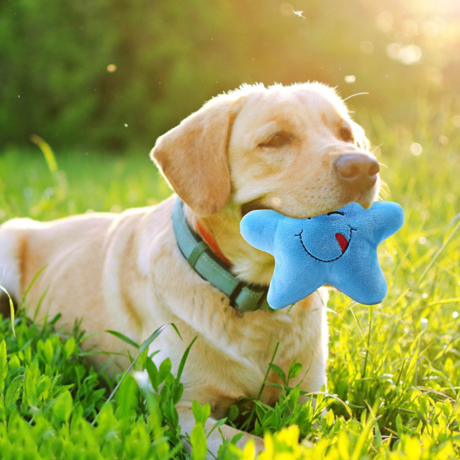 Hometrendia Star Shaped Squeaky Plush Dog Toy, Interactive Soft Chew Toy for Puppies and Small Pets (Blue, 5 in) xx5tp