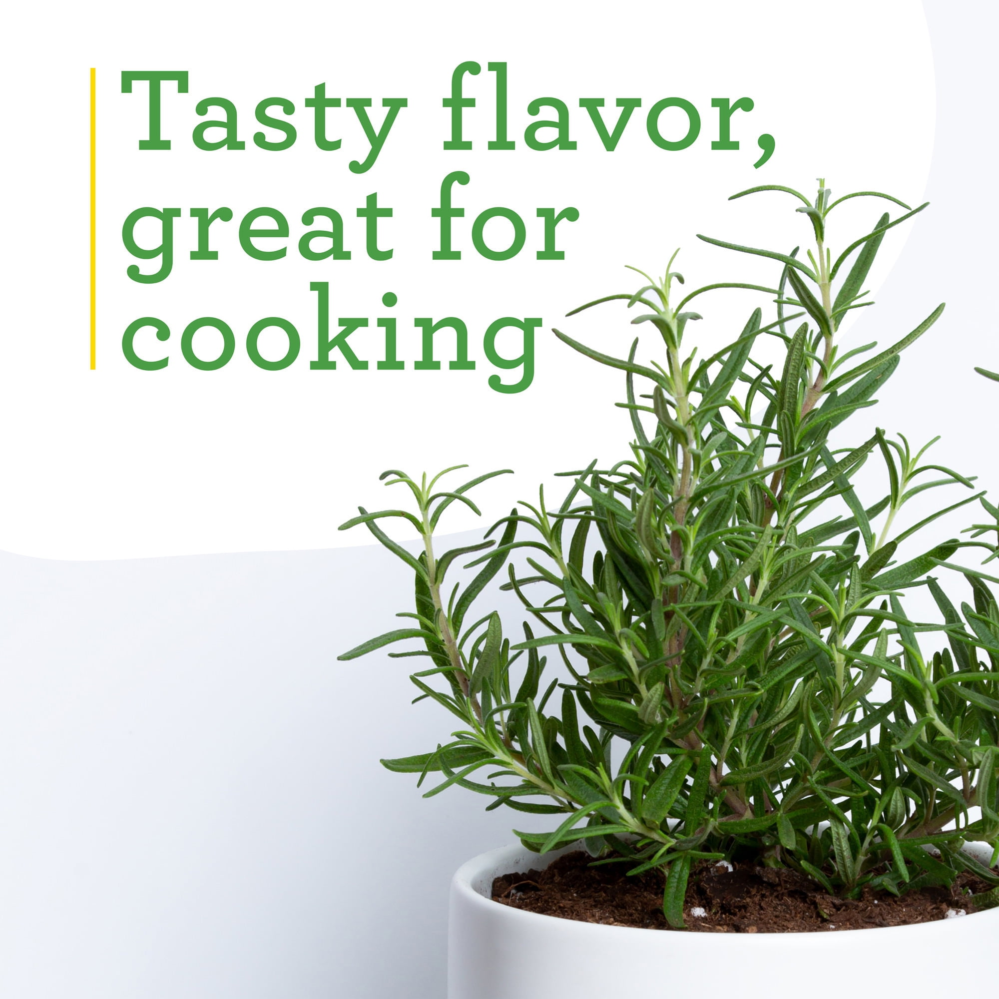 Bonnie Plants Rosemary Live Herb Plant (Green, 19.3 oz, 2-Pack) awnm4