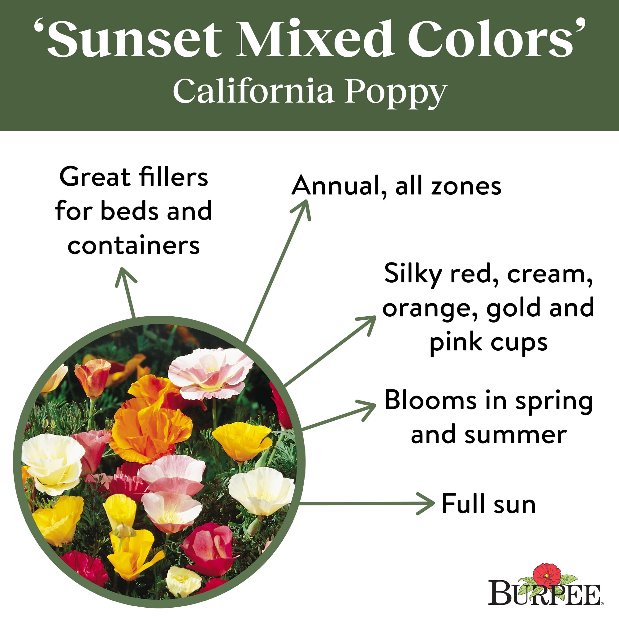 Burpee Sunset Mixed California Poppy Flower Seeds (Multi-Color, 1 Pack) 3hwf9