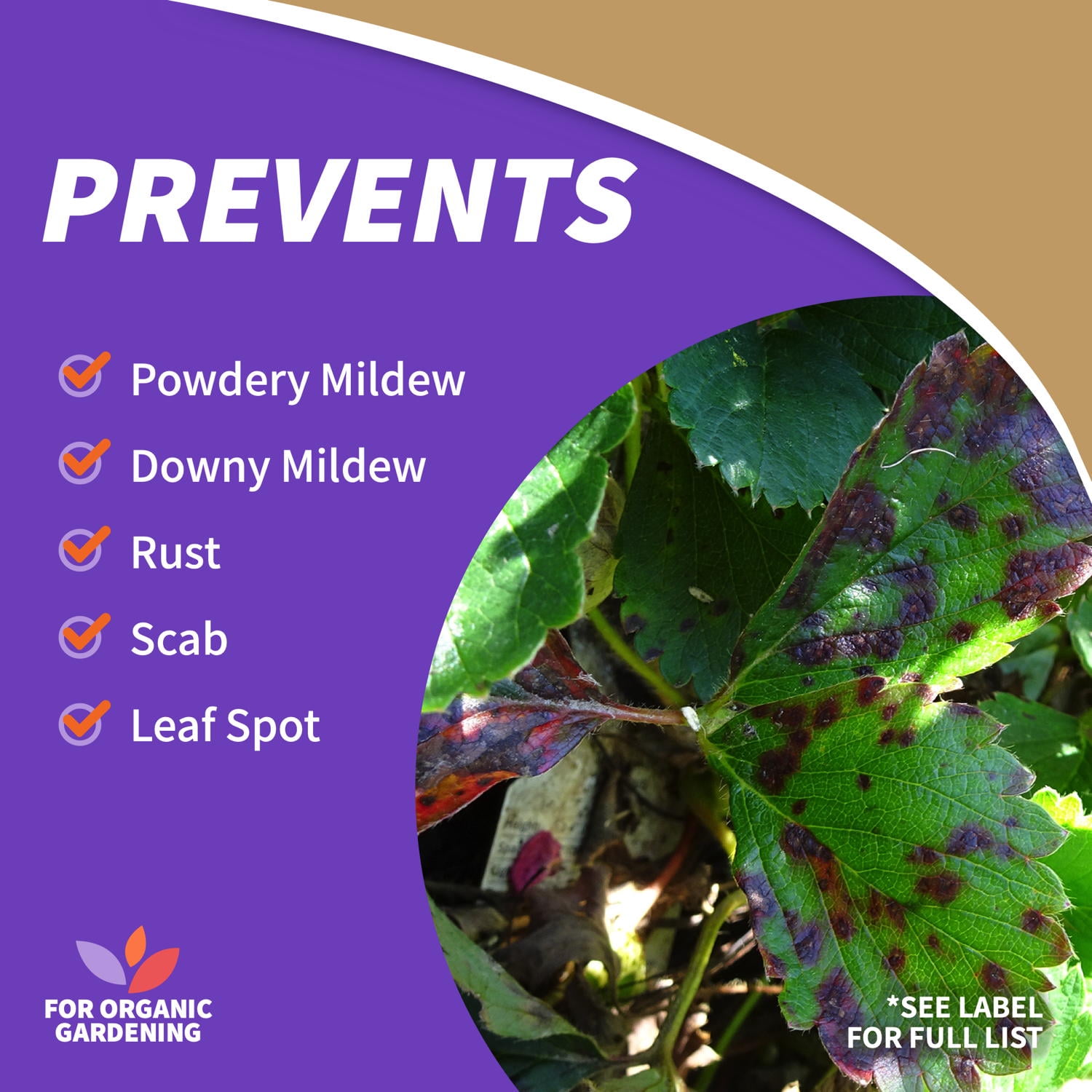Bonide Captain Jack's Neem Oil Insect, Fungus and Mite Control Spray (16 oz) 5hqx3