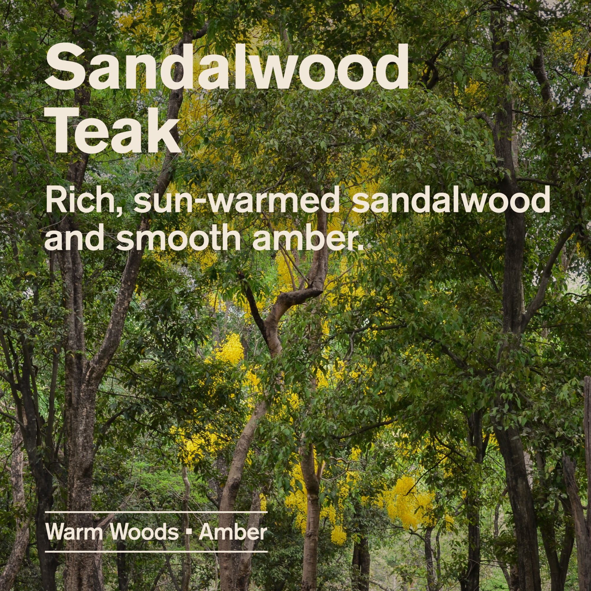 Every Man Jack Sandalwood Teak Hydrating Body Wash for Men, Deep Cleaning & Moisturizing (Sandalwood Teak, 28.8 fl oz) xb0ls