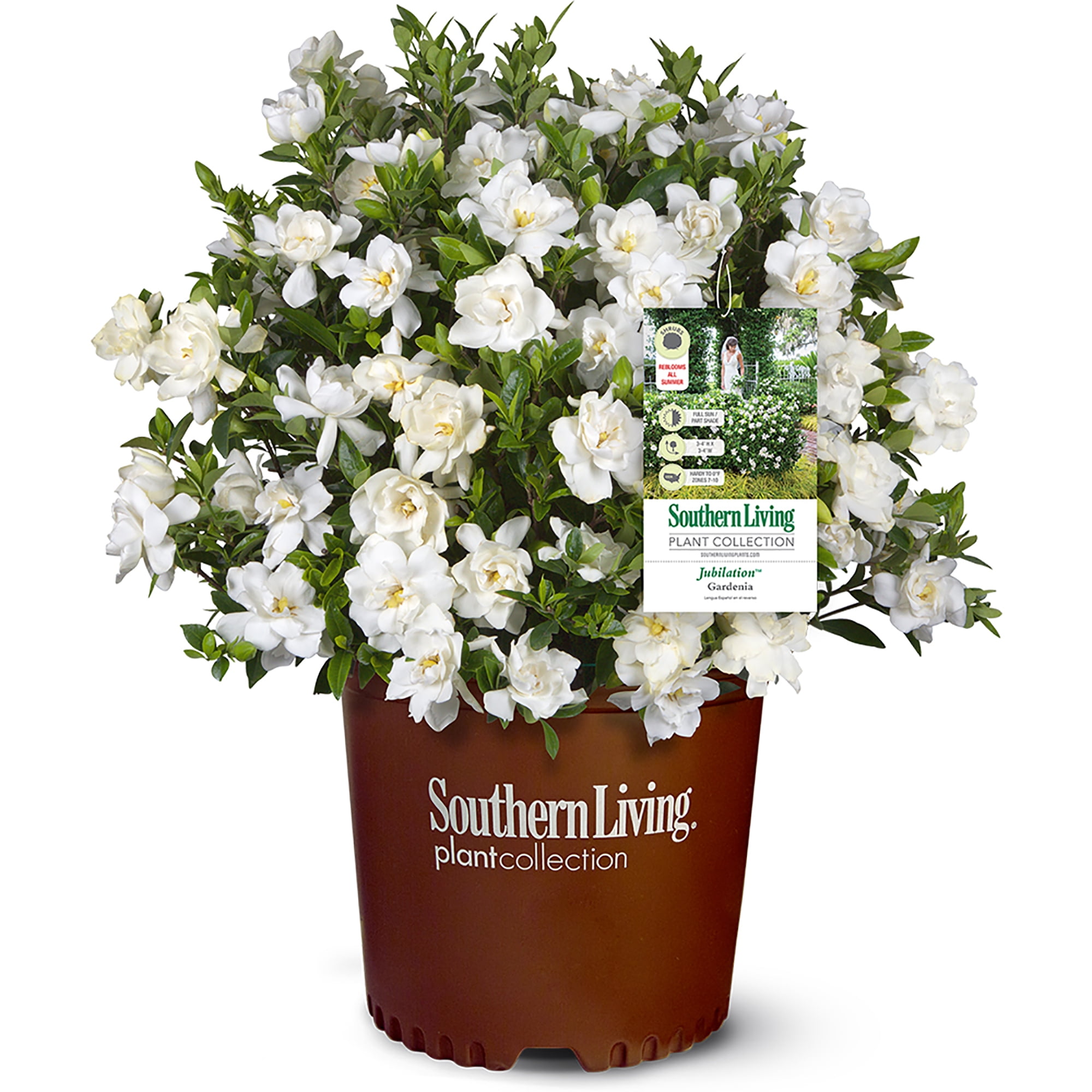 Southern Living Jubilation Gardenia Live Shrub (Evergreen Flowering Plant, 2-Gallon) 86td1