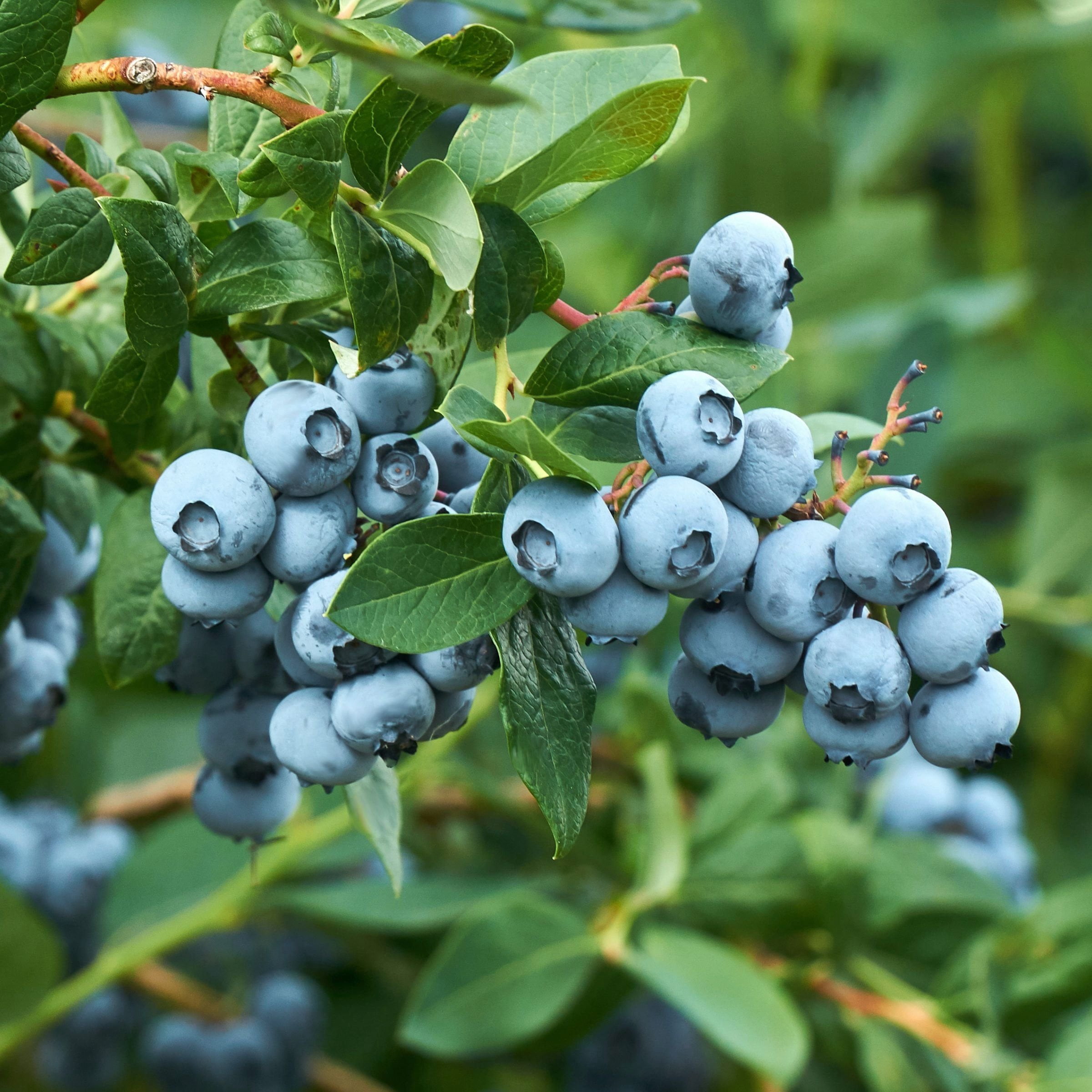 National Plant Network Legacy Blueberry Live Shrub (1 gal) m3u22