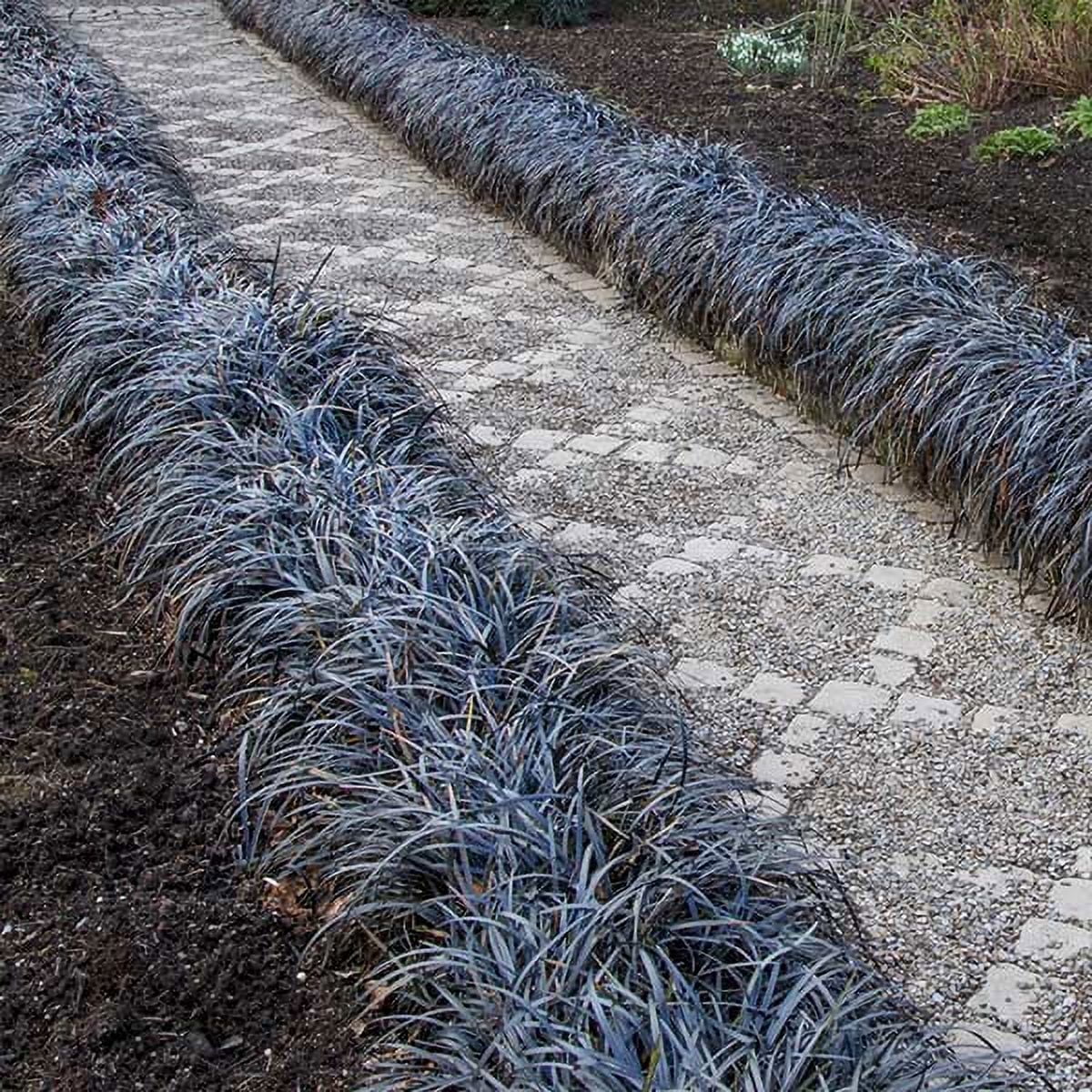 Brighter Blooms Black Mondo Grass Ornamental Perennial Plant (Black, 1 gal) nrtom