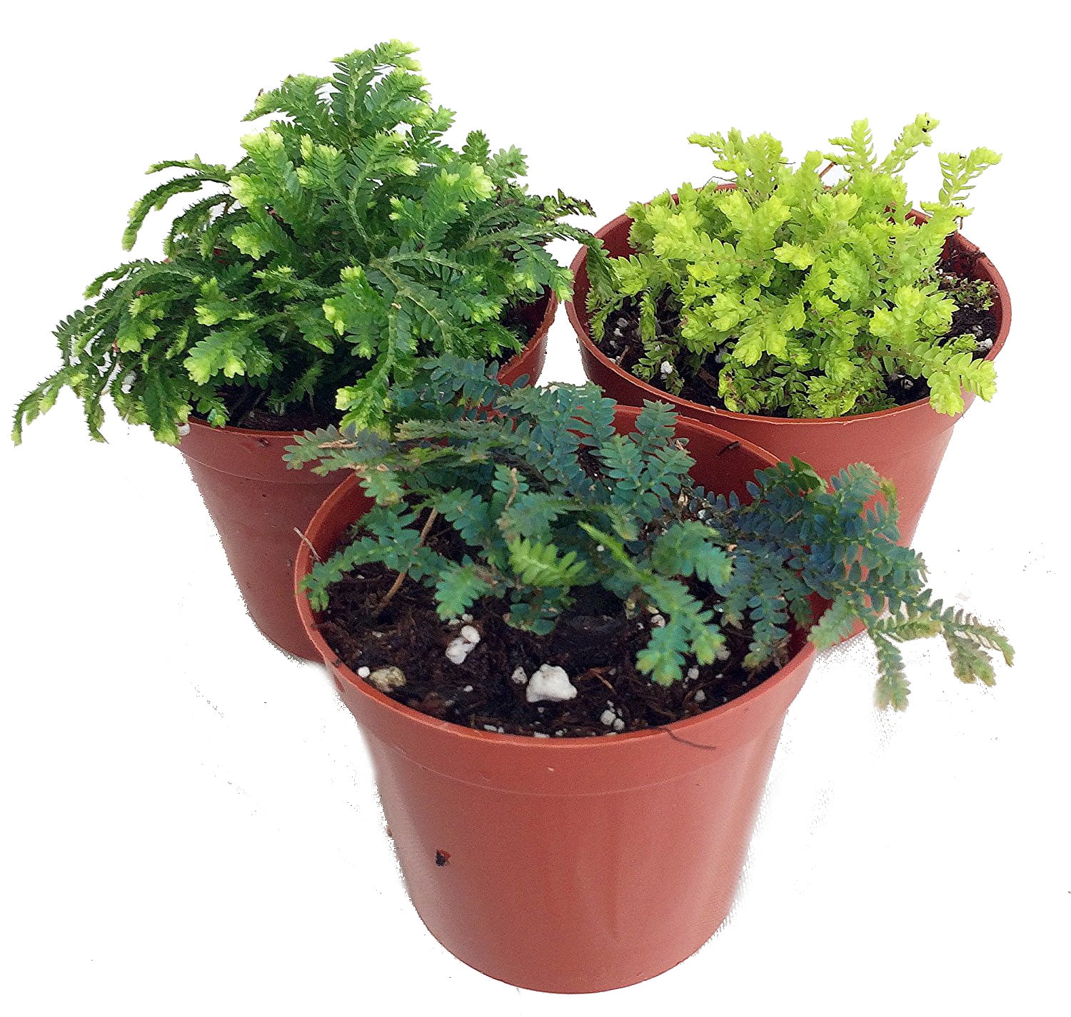 Hirt's Gardens Club Moss Selaginella Plants for Terrariums and Fairy Gardens (Green, 3 Pack, 2 in Pots) e4lqq