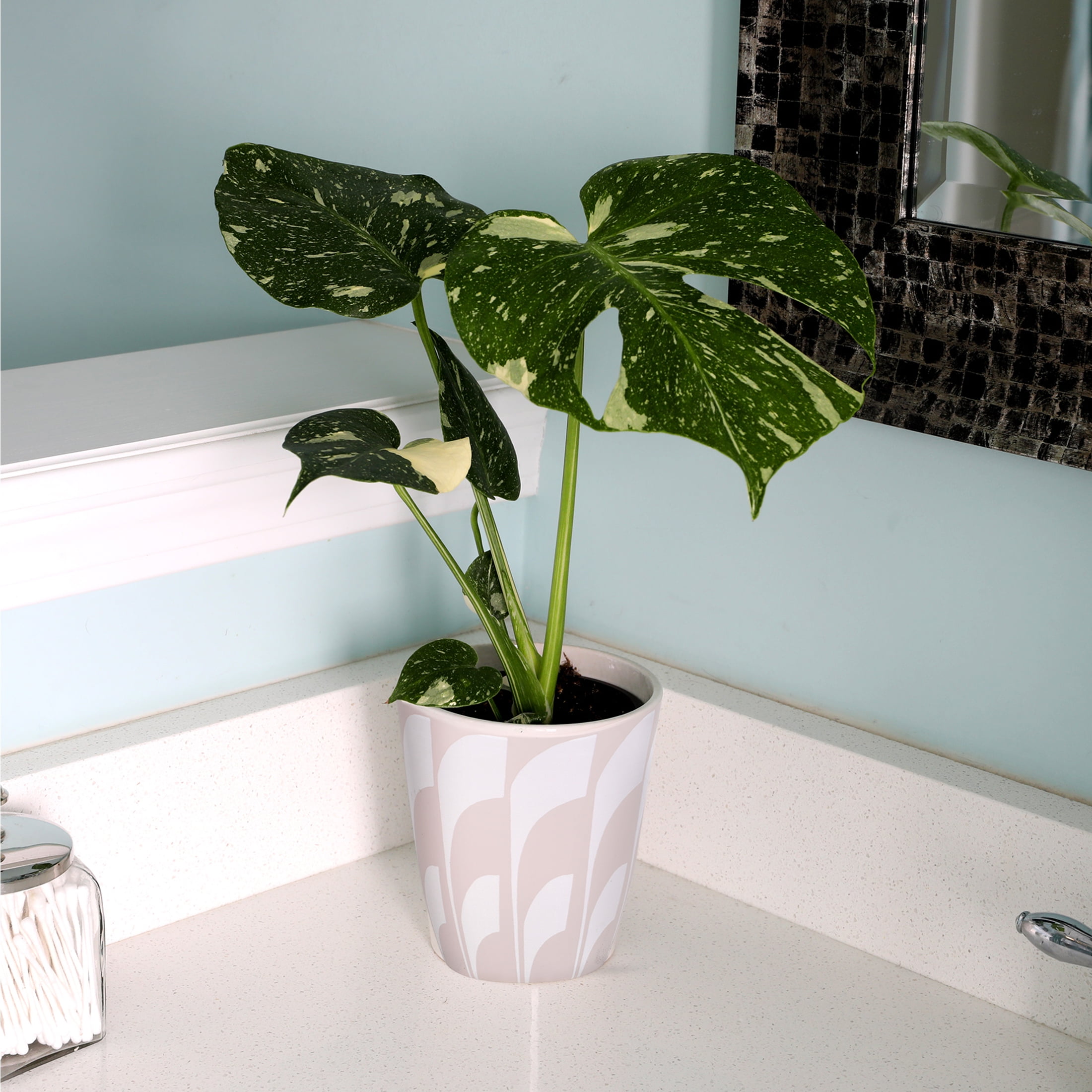 Live House Plant Thai Constellation Monstera Variegated Indoor Plant (Green & Cream, 5 in) fppgr